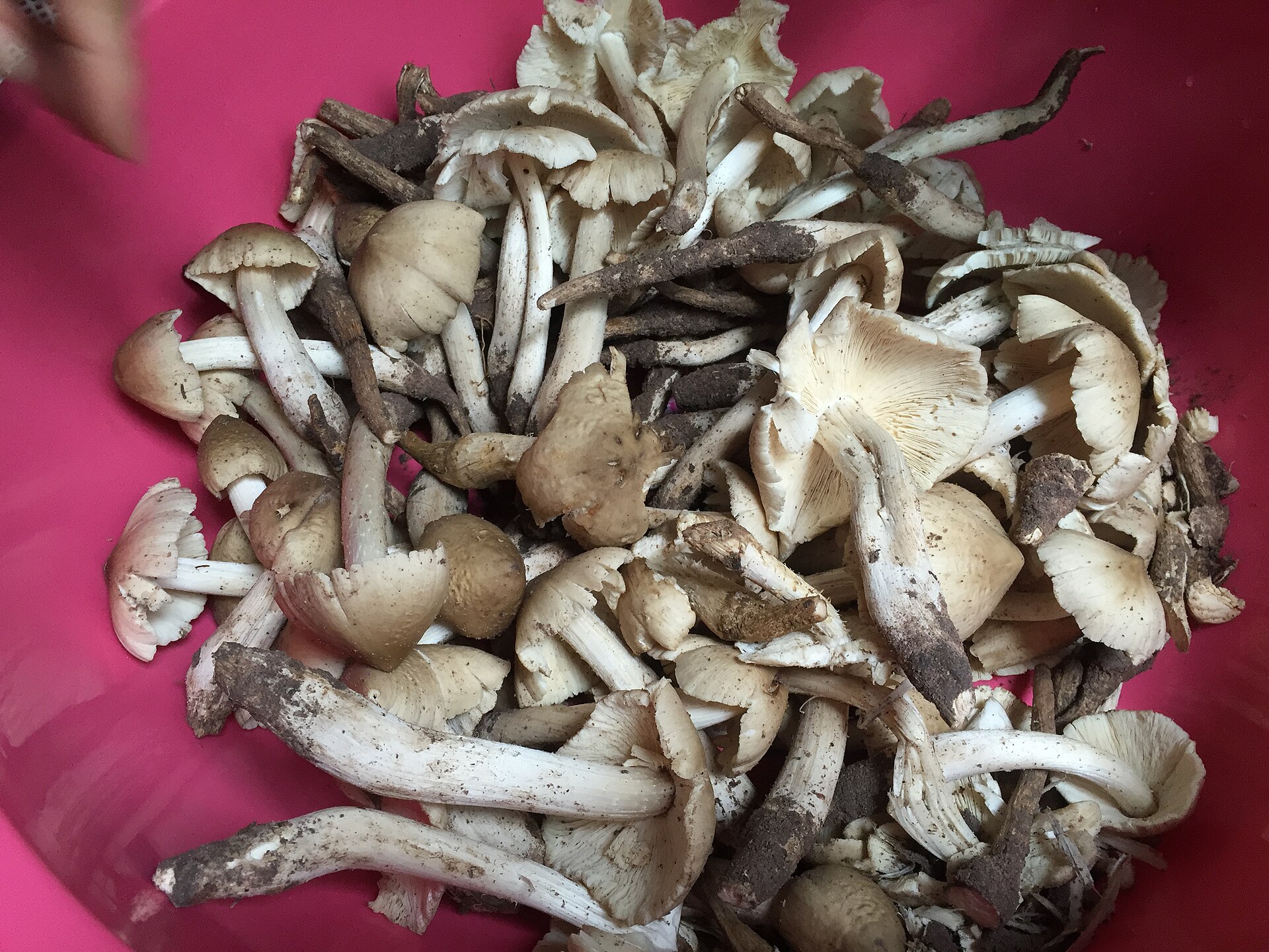 Imagem de referência de Termitomyces, descrito nos dados abertos como género de fungos