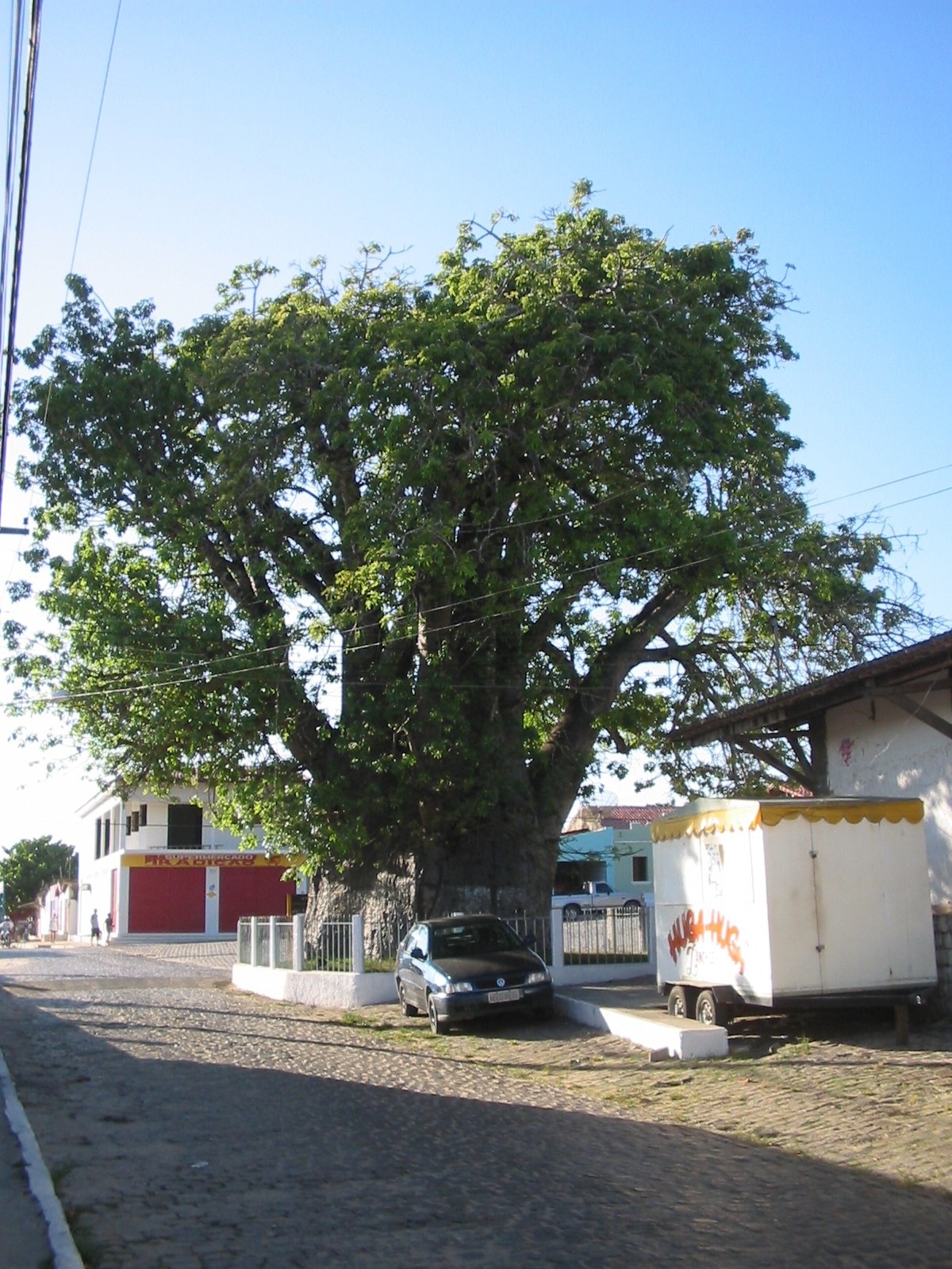 Imagem de referência de Baobá, descrito nos dados abertos como género de plantas