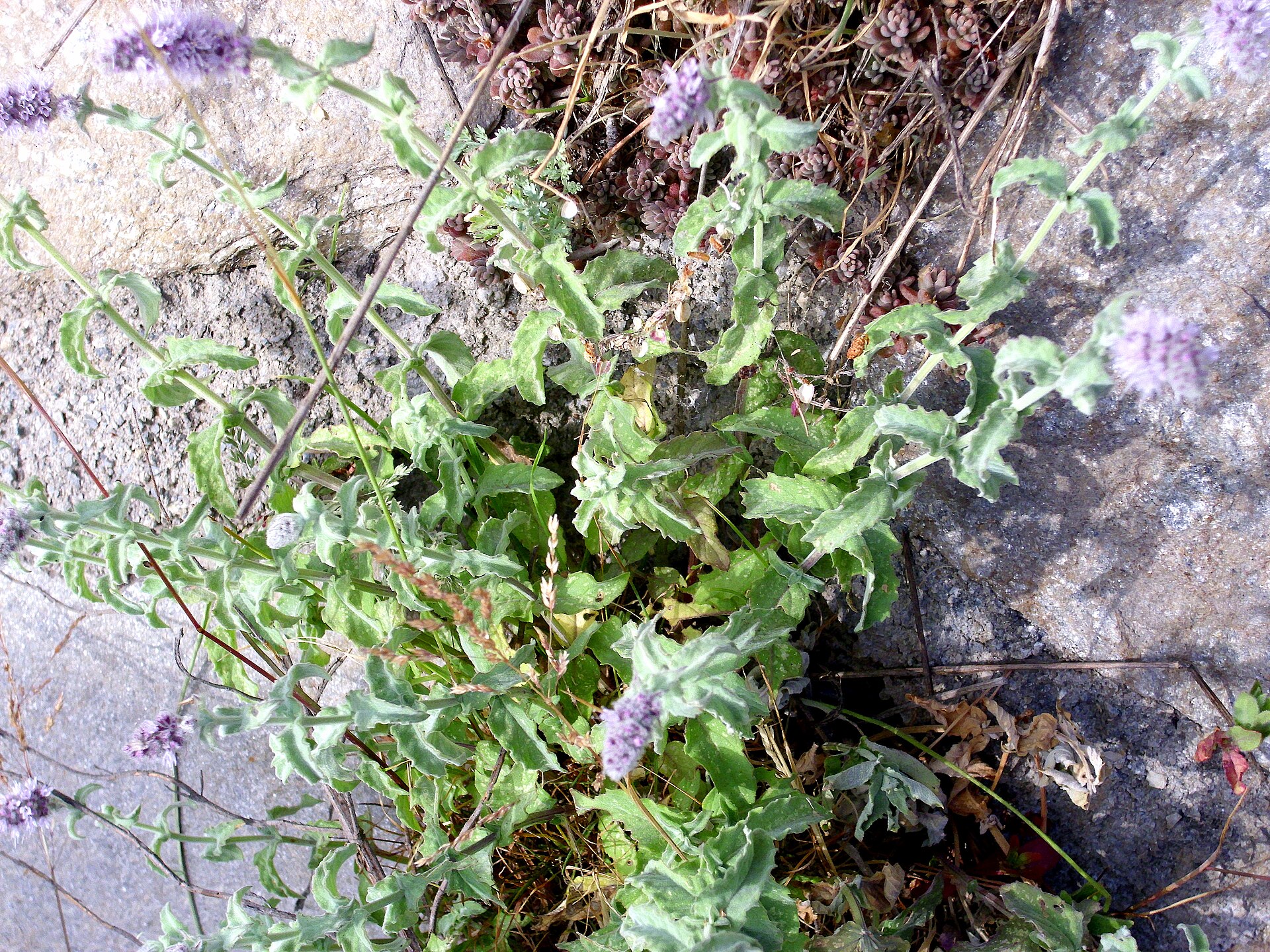 Imagem de referência de Mentha longifolia, descrito nos dados abertos como espécie de planta
