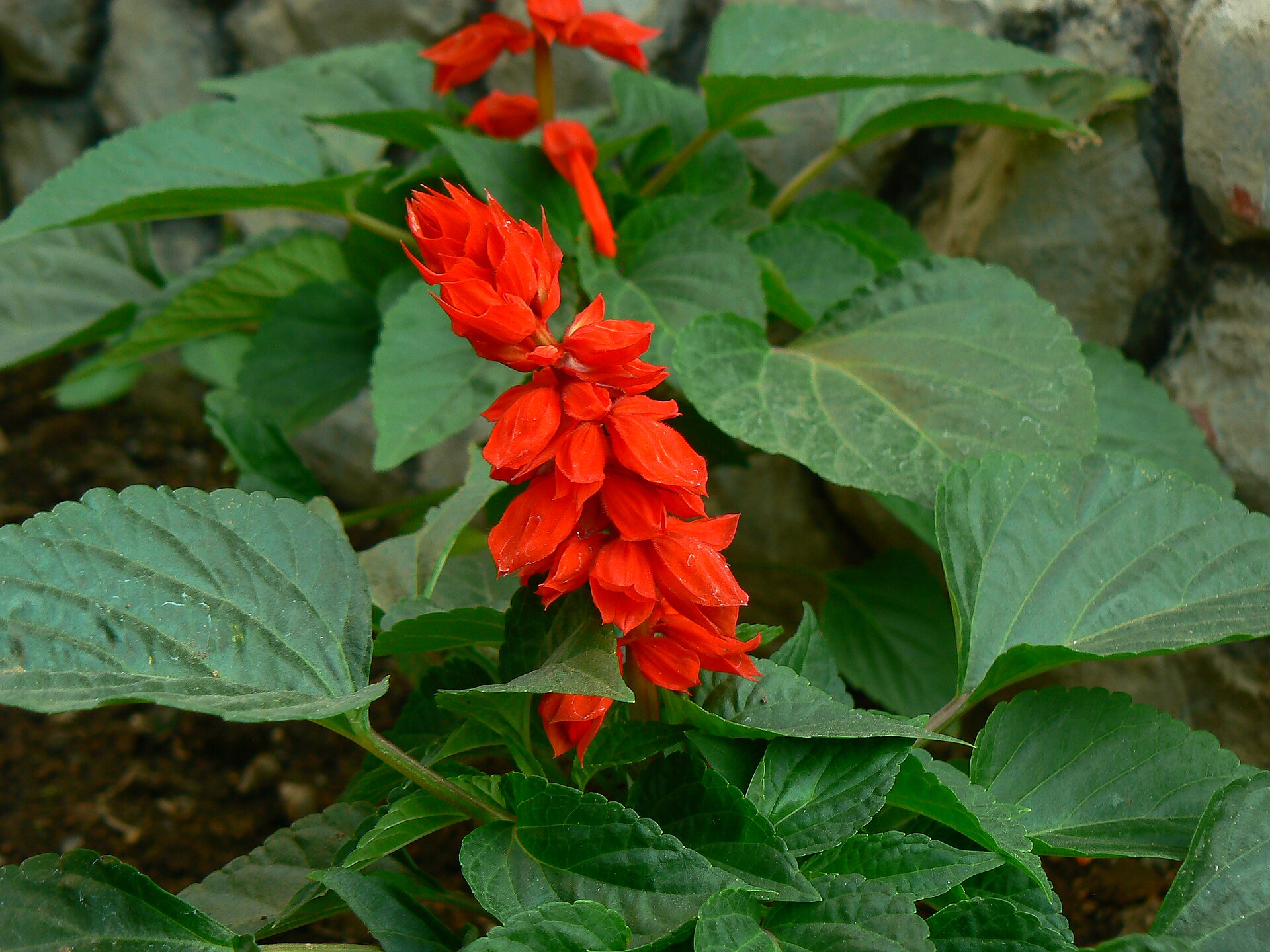 Imagem de referência de Salvia, descrito nos dados abertos como género de plantas