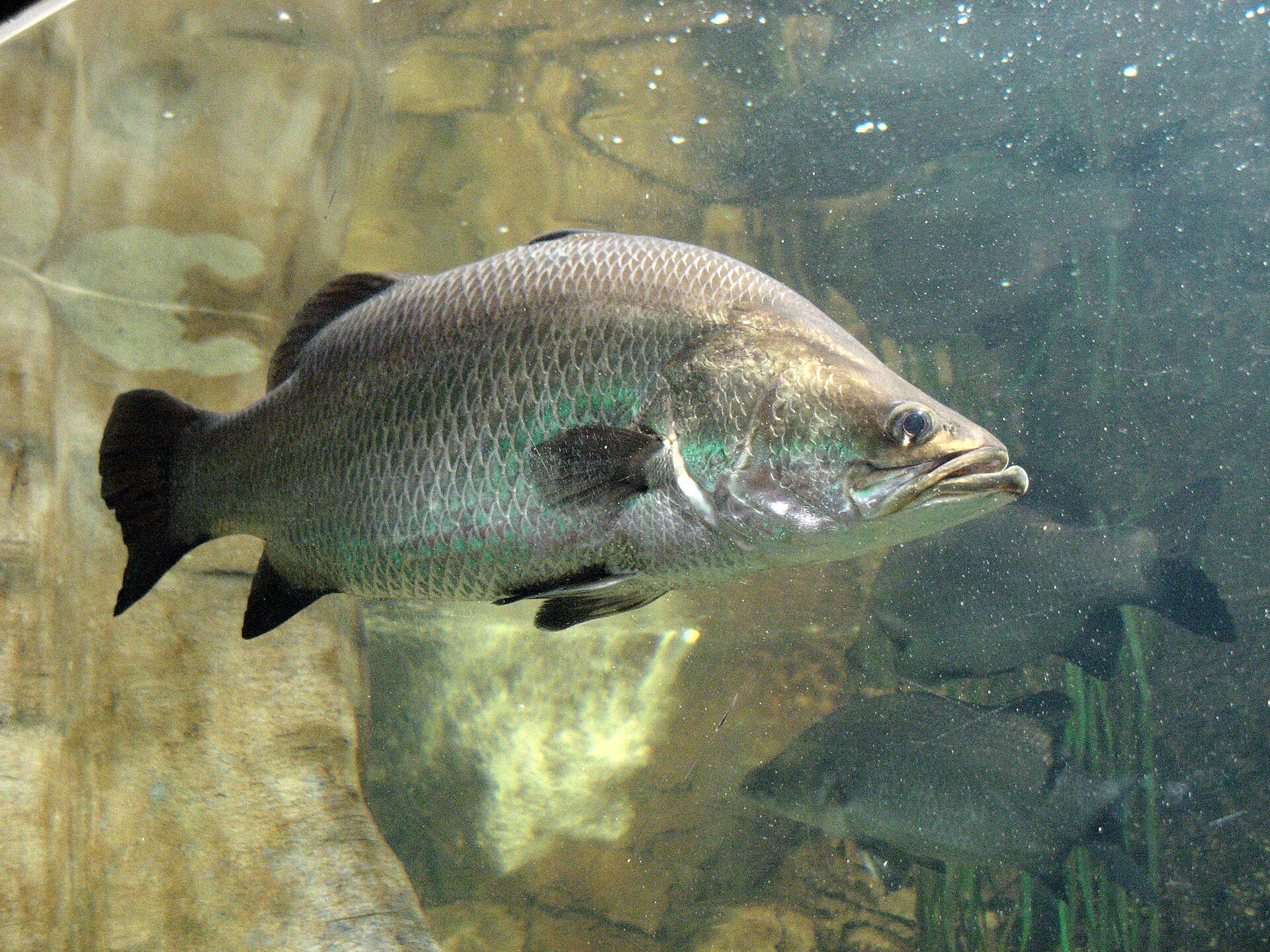 Imagem de referência relacionada a Perca-gigante, item descrito como espécie de peixe