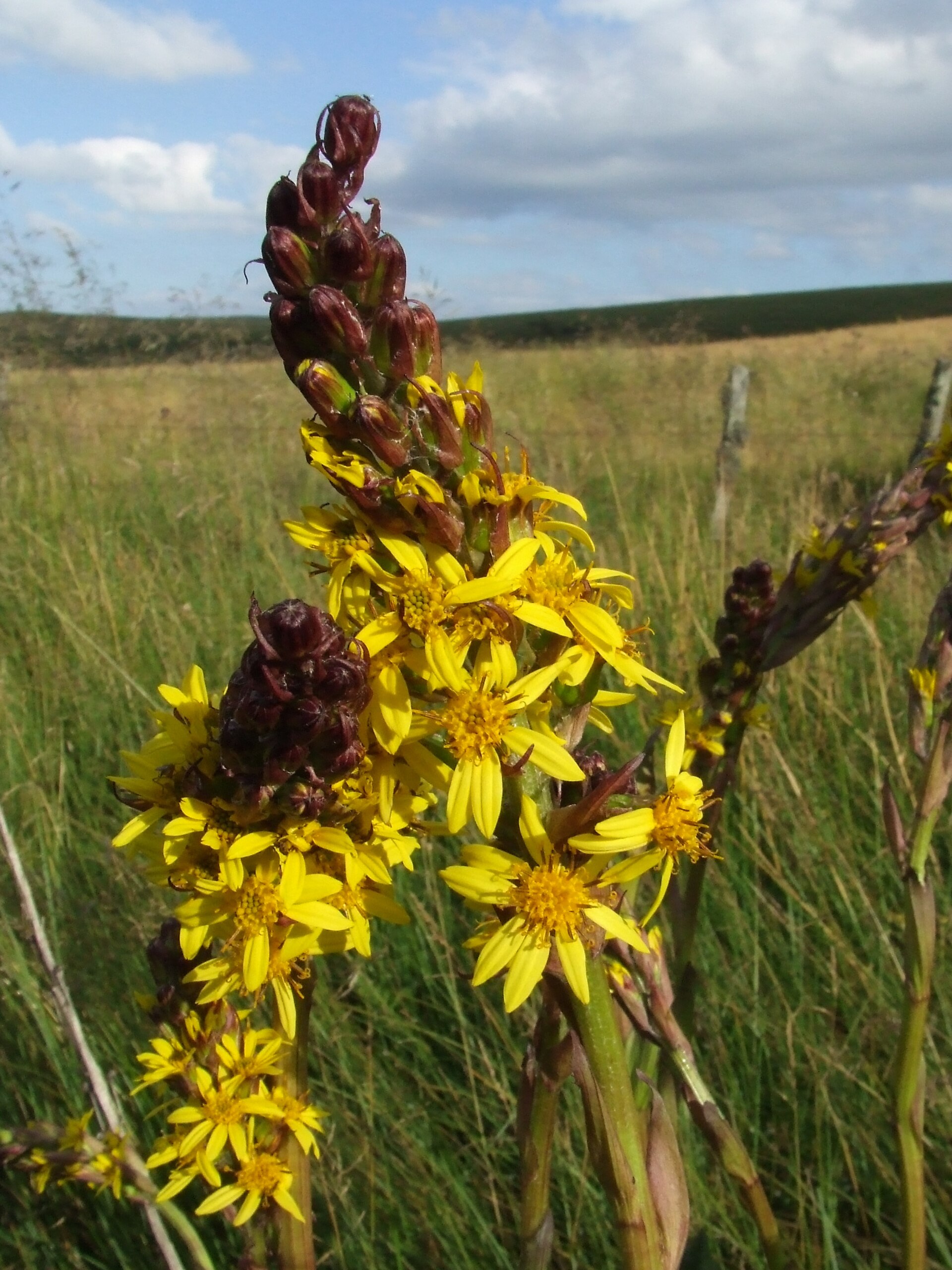Imagem de referência de Ligularia, descrito nos dados abertos como género de plantas