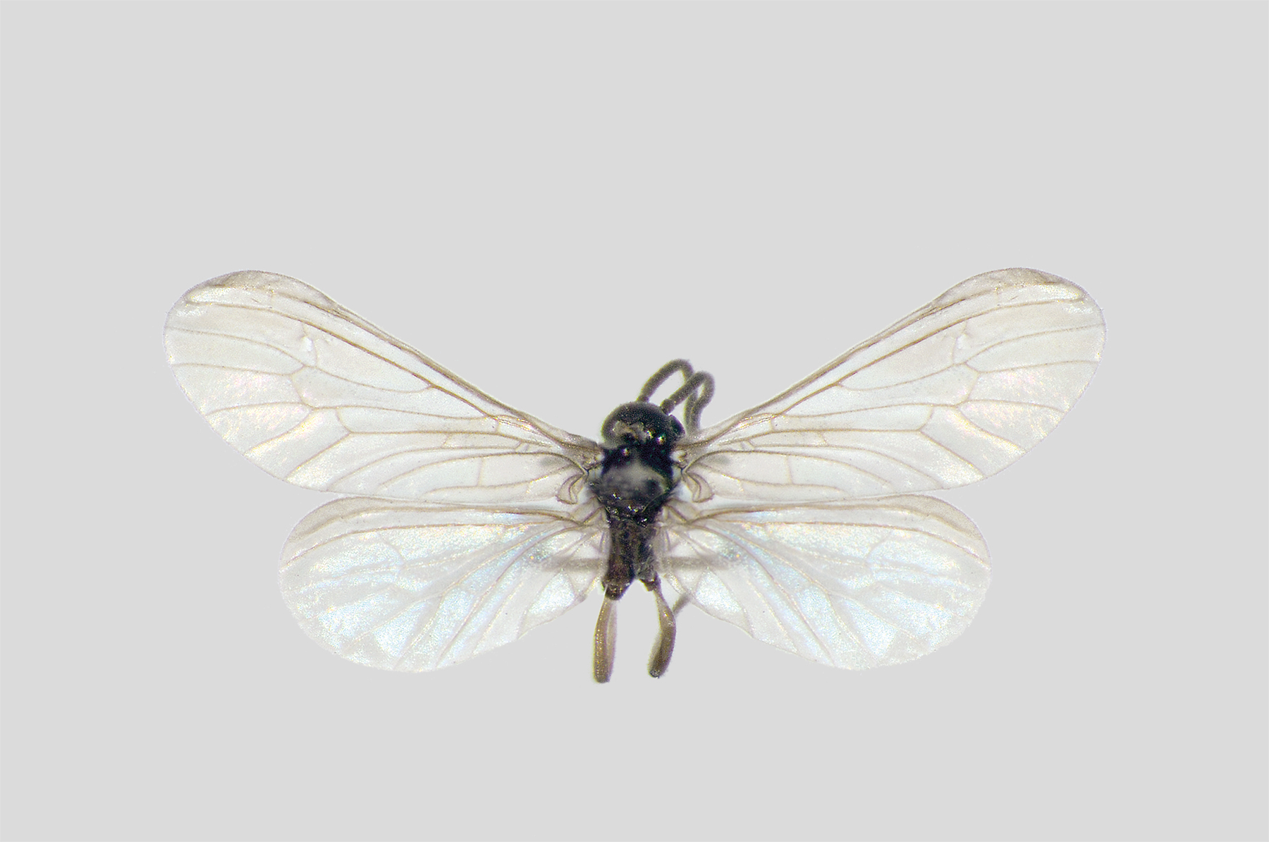 Imagem de referência de Parasemidalis fuscipennis, descrito nos dados abertos como espécie de inseto
