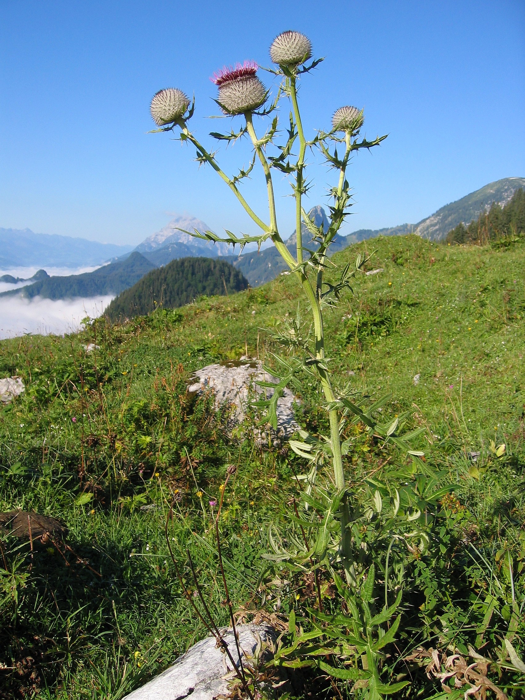 Imagem de referência de Cirsium eriophorum, descrito nos dados abertos como espécie de planta