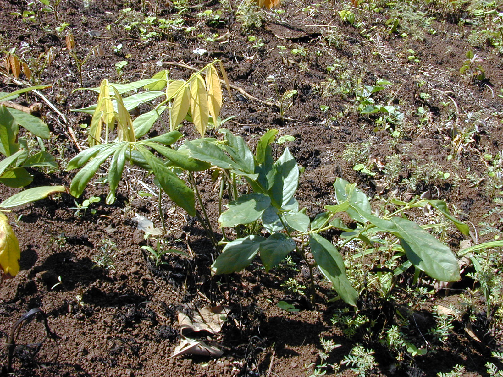 Imagem de referência de Derris, descrito nos dados abertos como género de plantas