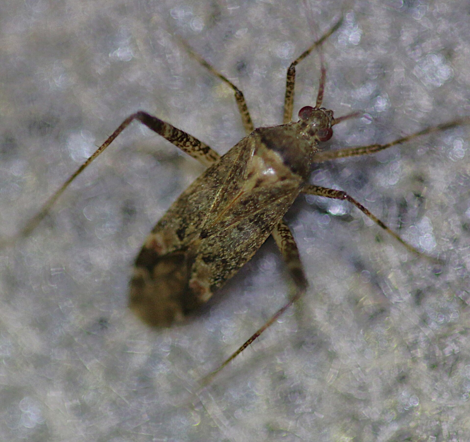 Imagem de referência de Phytocoris intricatus, descrito nos dados abertos como espécie de inseto