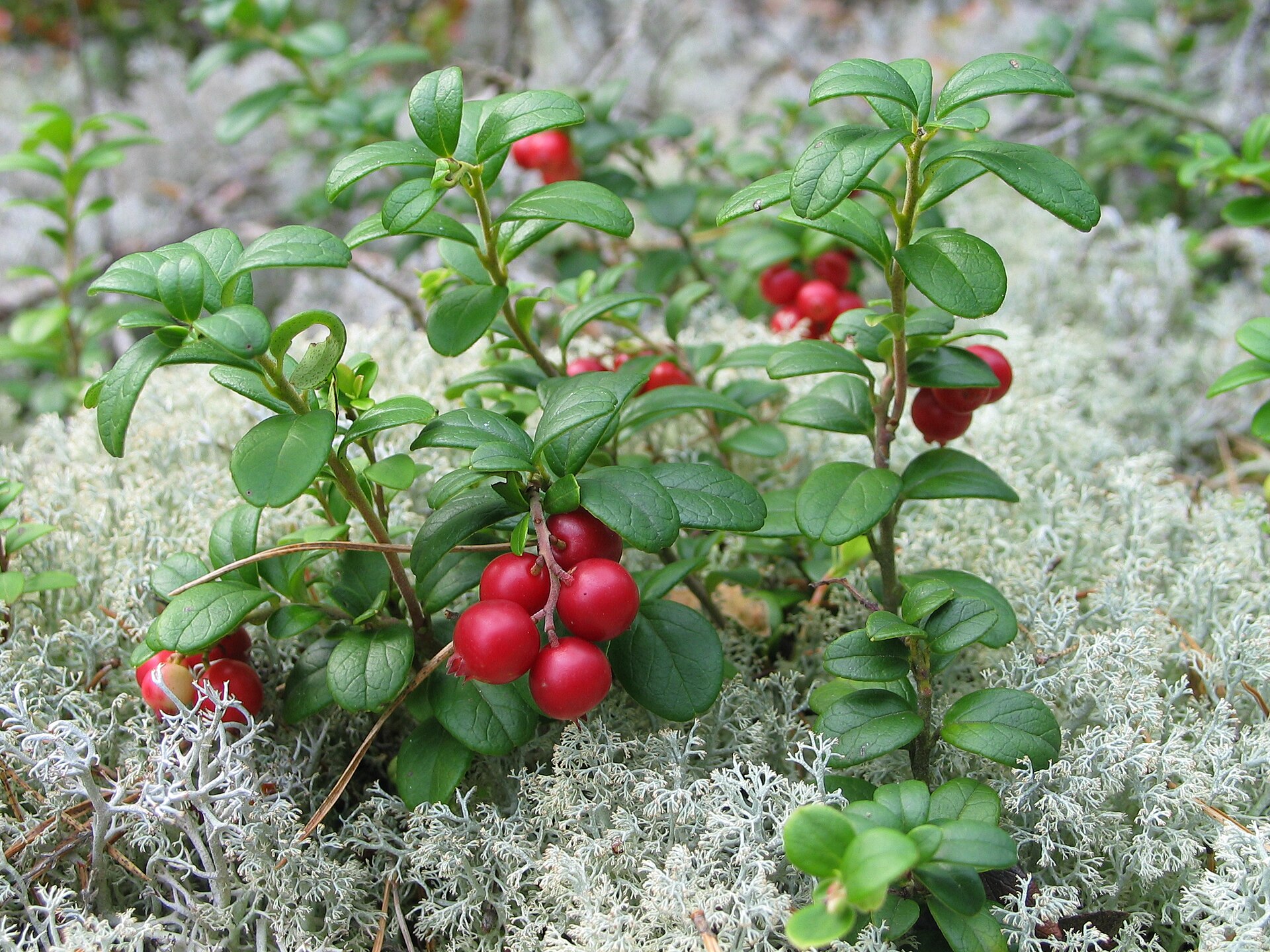 Imagem de referência de Vaccinium vitis-idaea, descrito nos dados abertos como espécie de planta