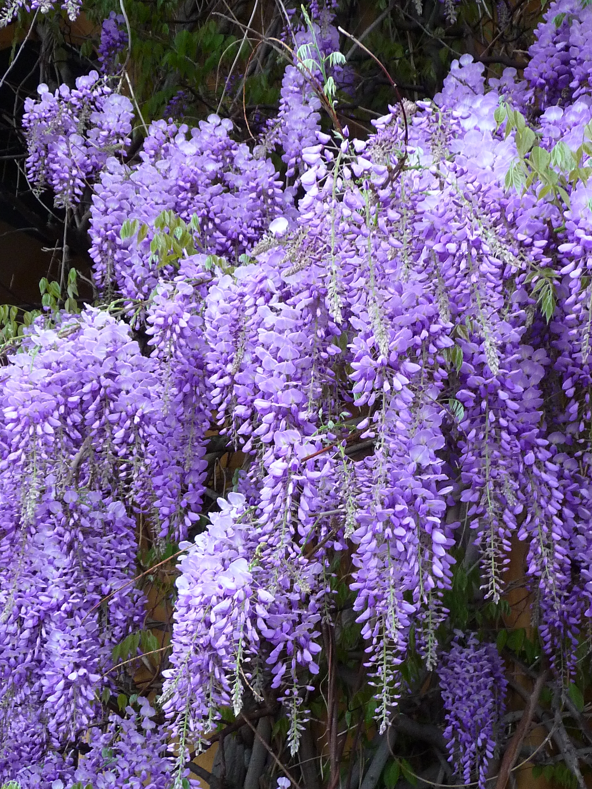 Imagem de referência de Wisteria, descrito nos dados abertos como género de plantas