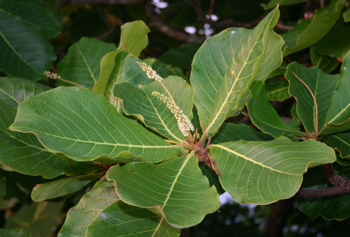 Imagem de referência de Terminalia, descrito nos dados abertos como género de plantas