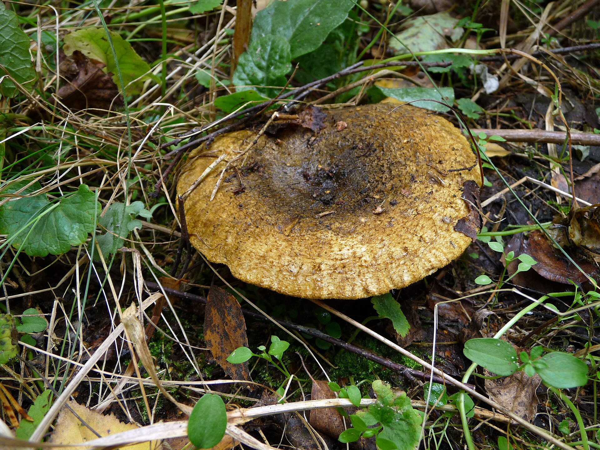 Imagem de referência relacionada a Lactarius turpis, item descrito como registro de referência sobre Lactarius turpis, organizado a partir de dados estruturados abertos