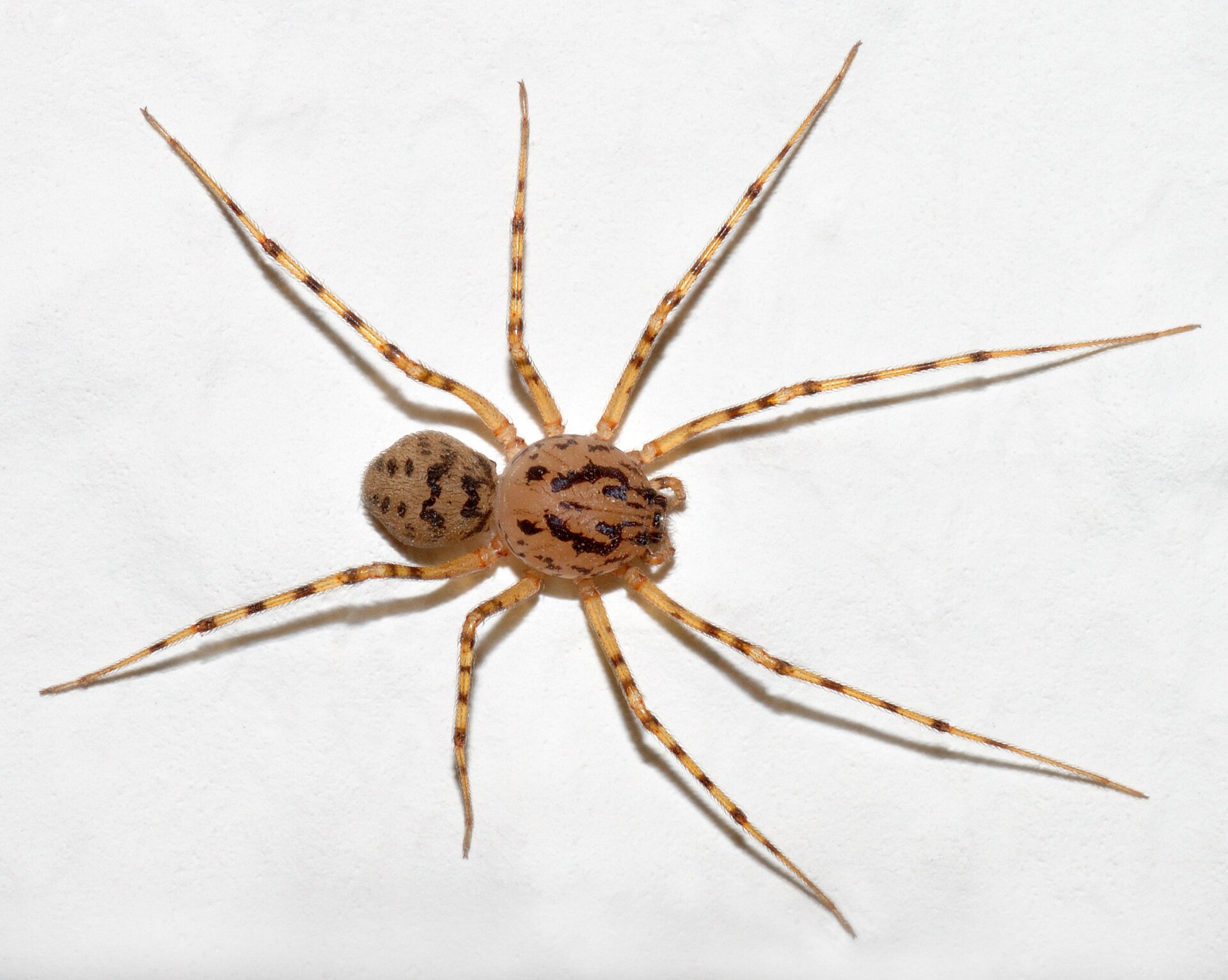 Imagem de referência relacionada a Scytodidae, item descrito como família de aranhas