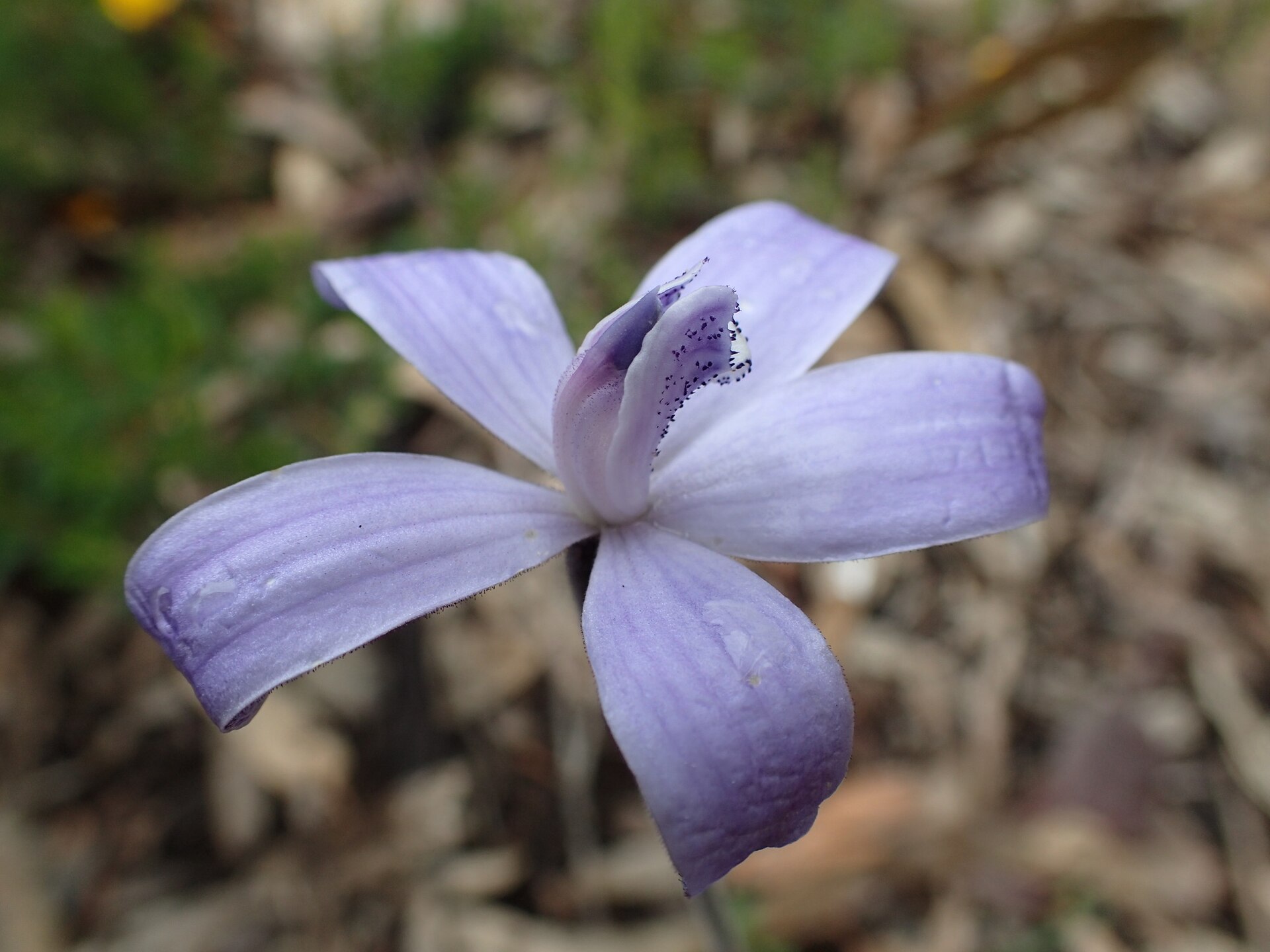 Imagem de referência relacionada a Cyanicula sericea, item descrito como espécie de orquídeas