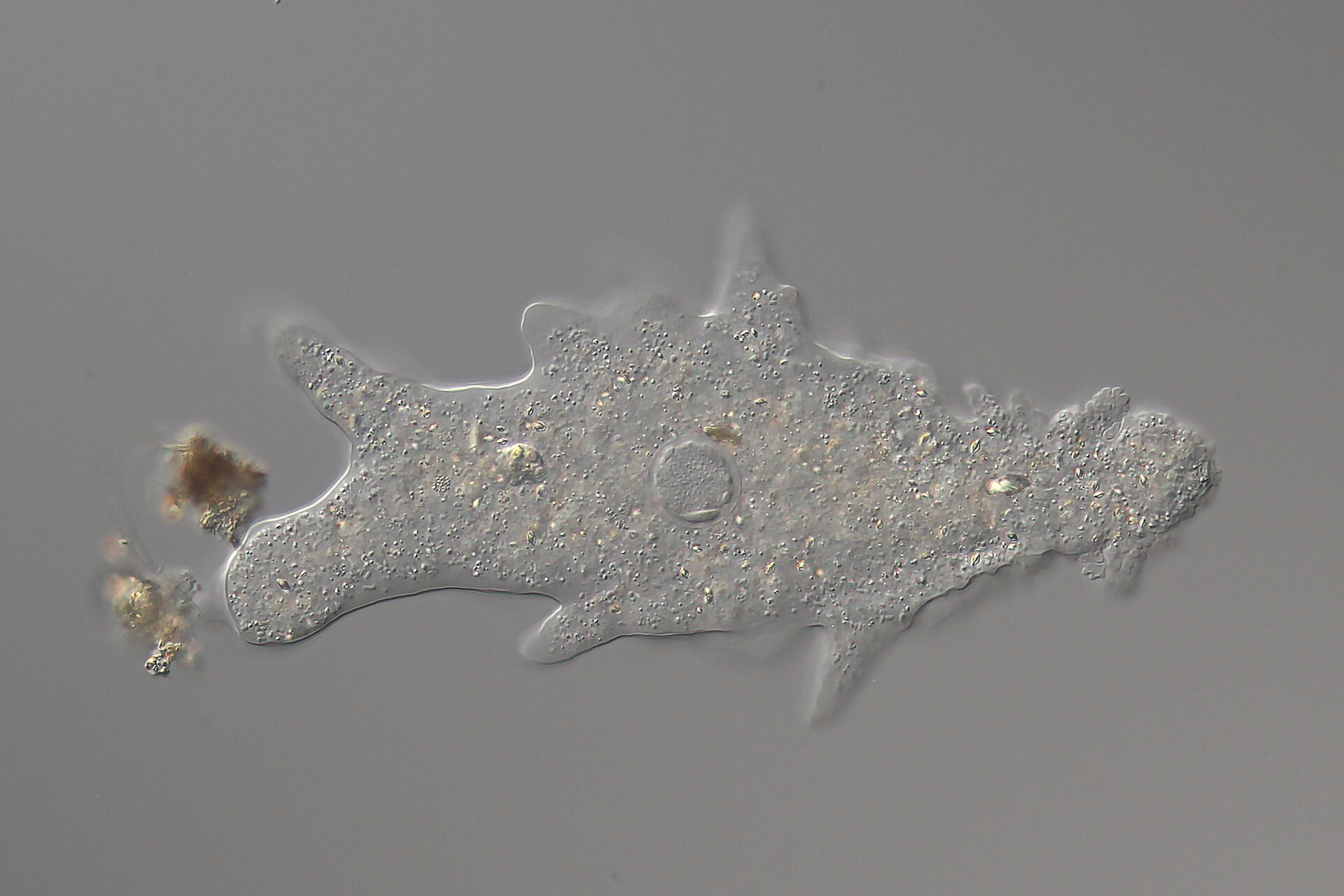 Imagem de referência de Amoeba, descrito nos dados abertos como gênero de Protozoários