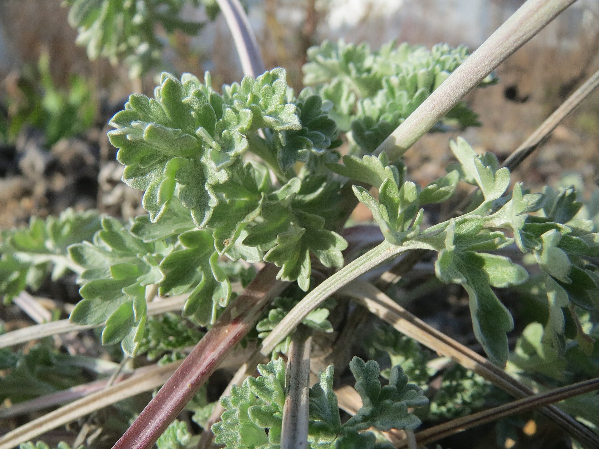 Imagem de referência de Artemisia, descrito nos dados abertos como género de plantas