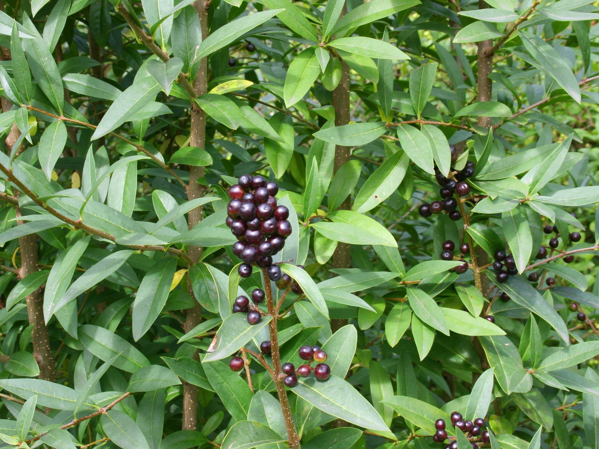 Imagem de referência de Ligustrum, descrito nos dados abertos como género de plantas