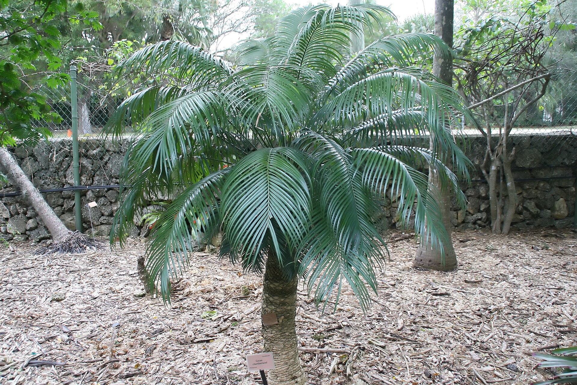 Imagem de referência de Cycas riuminiana, descrito nos dados abertos como espécie de planta