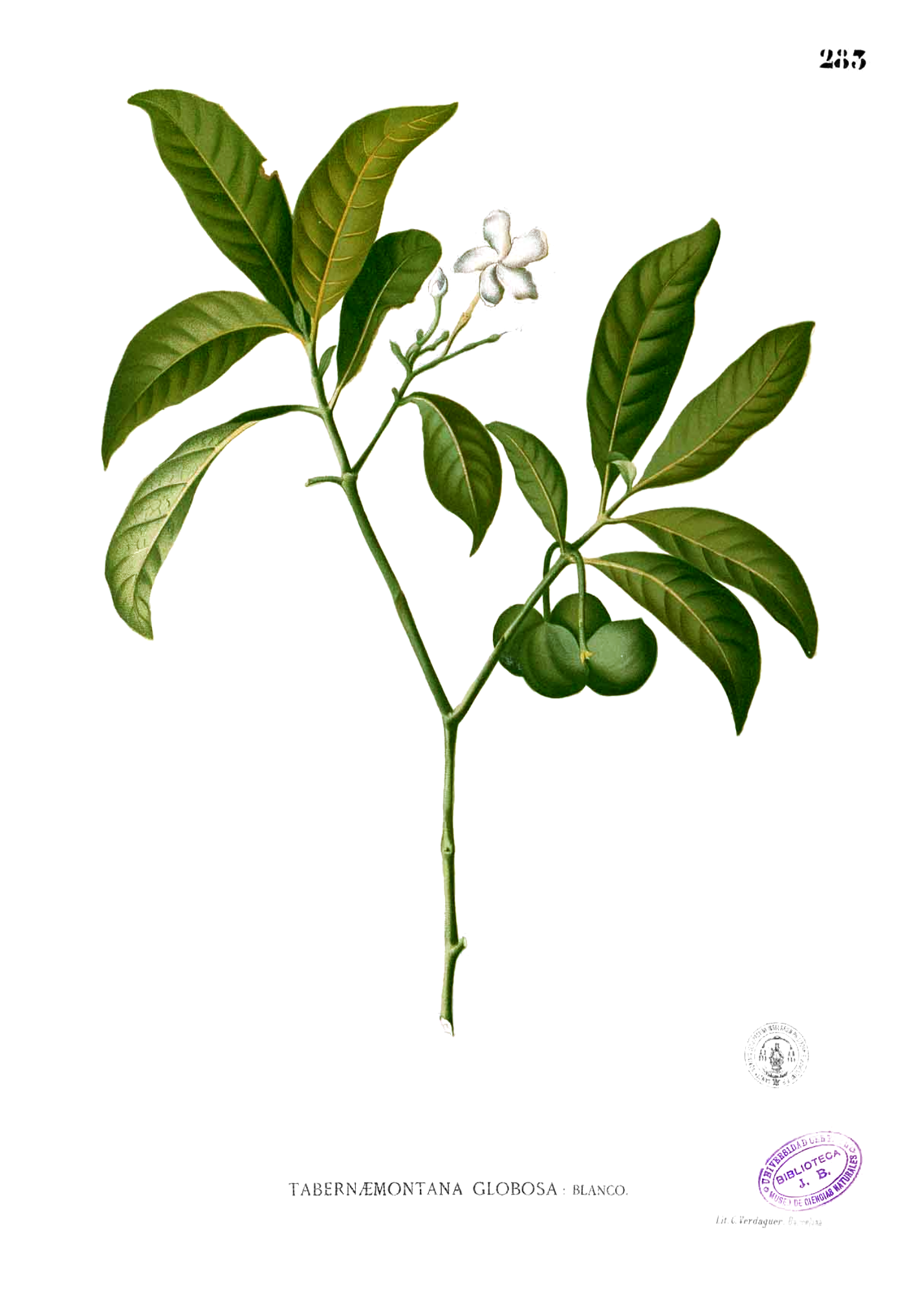 Imagem de referência de Voacanga, descrito nos dados abertos como género de plantas