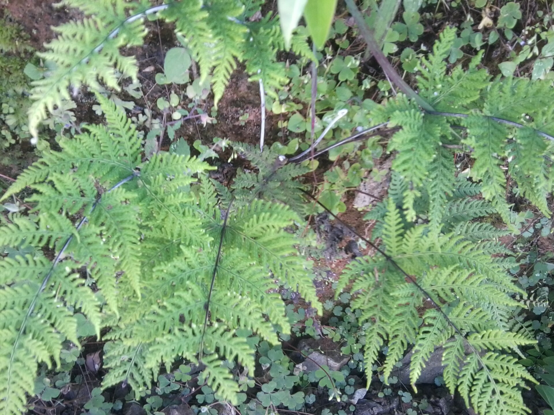 Imagem de referência relacionada a Aleuritopteris albomarginata, item descrito como registro de referência sobre Aleuritopteris albomarginata, organizado a partir de dados estruturados abertos