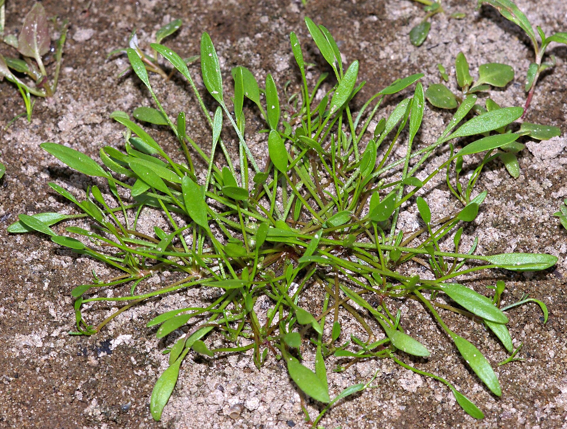 Imagem de referência relacionada a Limosella, item descrito como género de plantas