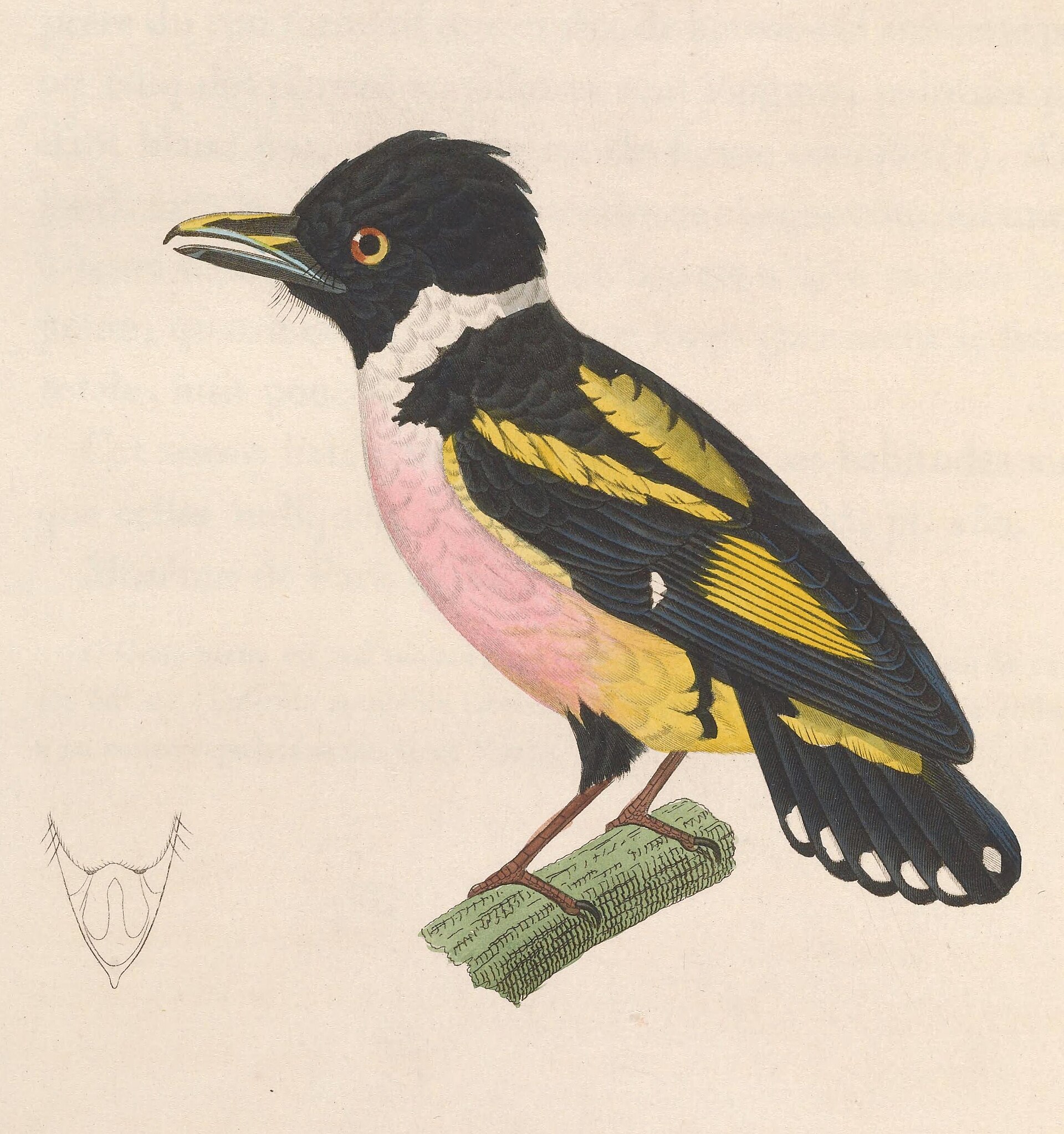 Imagem de referência de Eurylaimus ochromalus, descrito nos dados abertos como espécie de ave