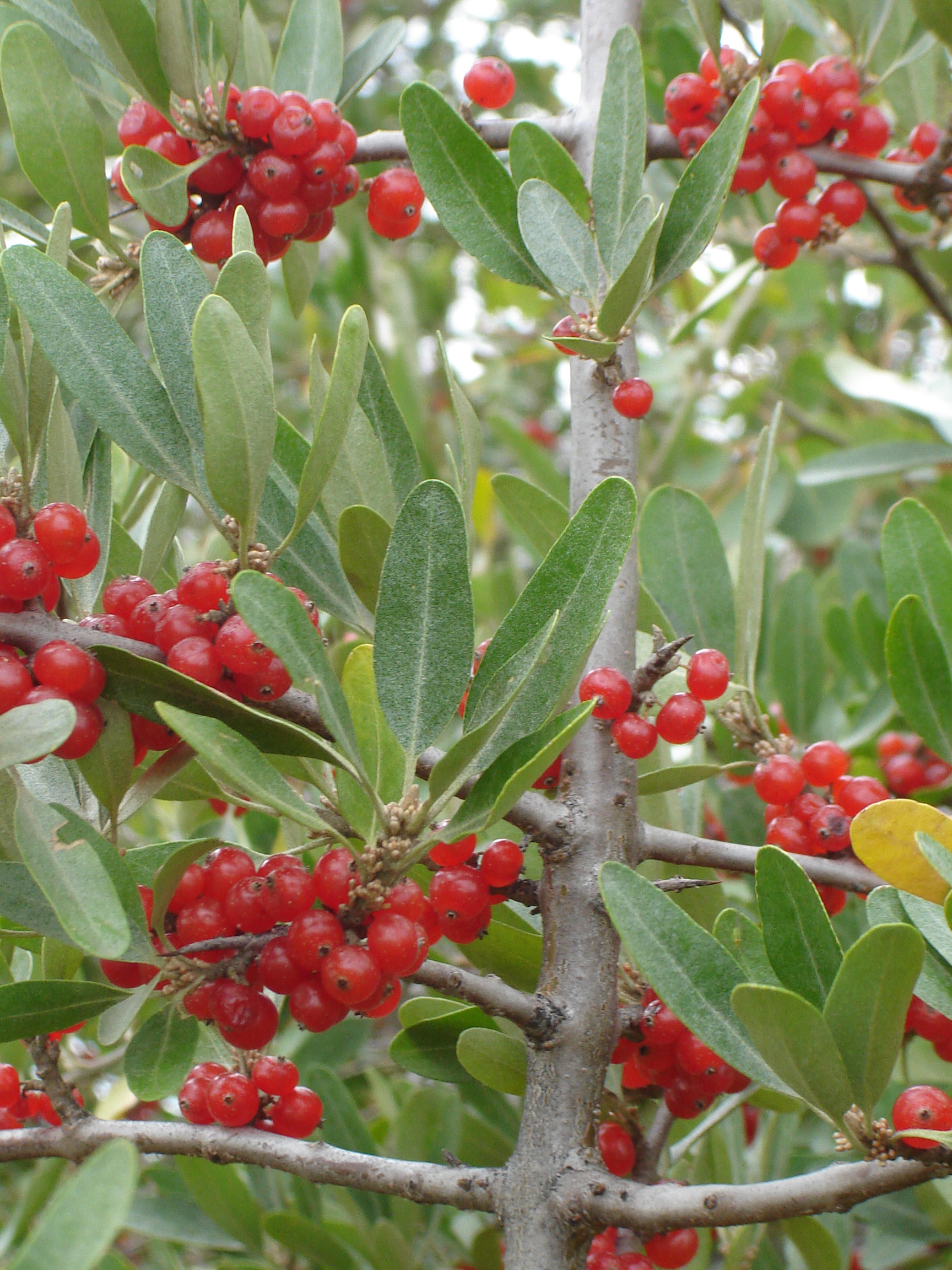Imagem de referência de Elaeagnaceae, descrito nos dados abertos como família de plantas com flor da ordem Rosales