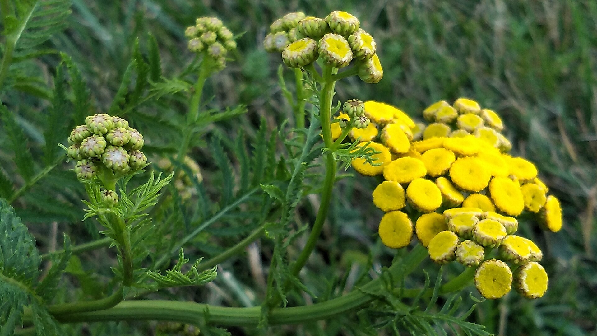 Imagem de referência relacionada a Tanacetum, item descrito como género de plantas