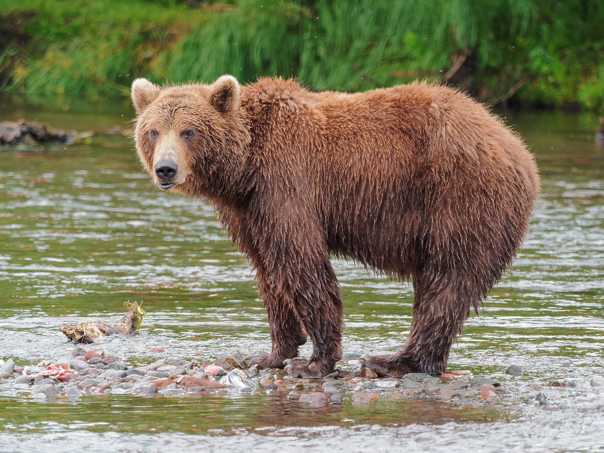 Imagem de referência de Urso-pardo, descrito nos dados abertos como espécie de urso