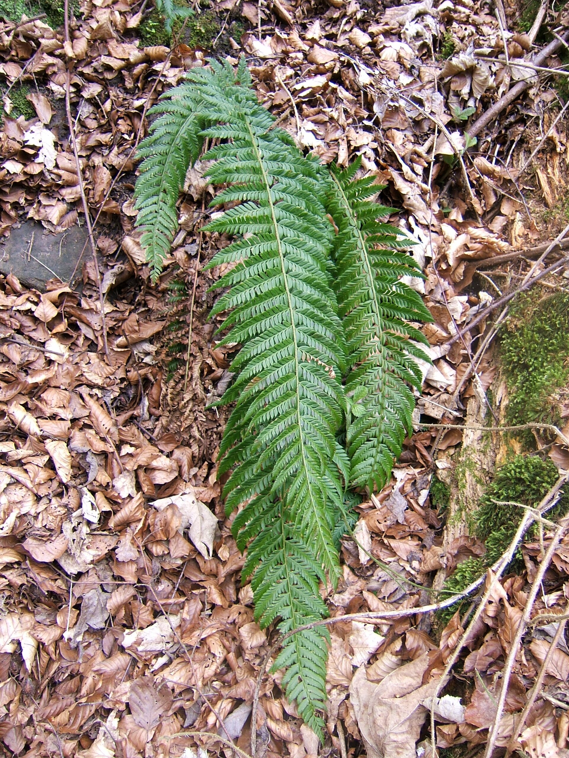 Imagem de referência de Polystichum, descrito nos dados abertos como género de plantas