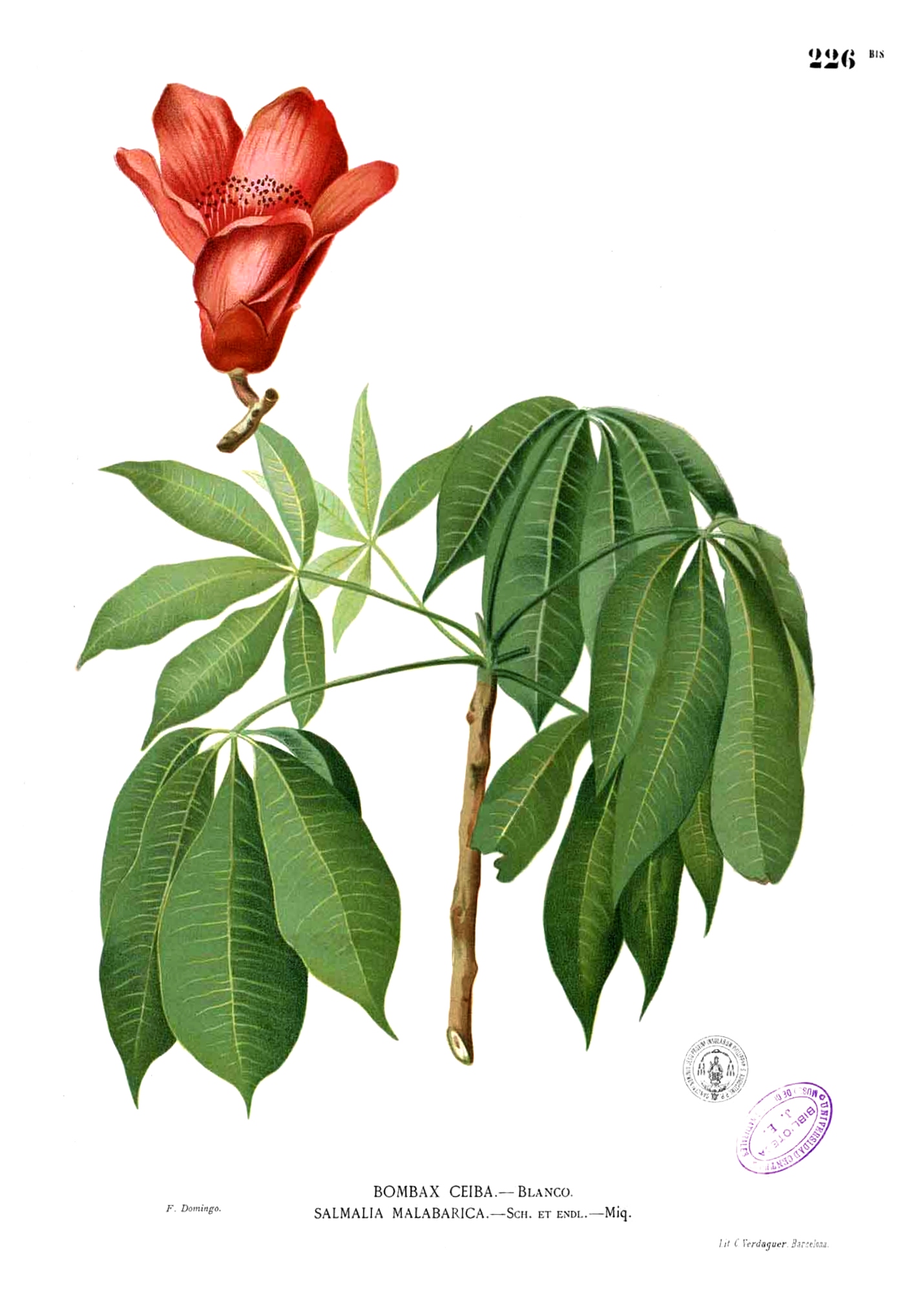 Imagem de referência de Bombax, descrito nos dados abertos como gênero de plantas