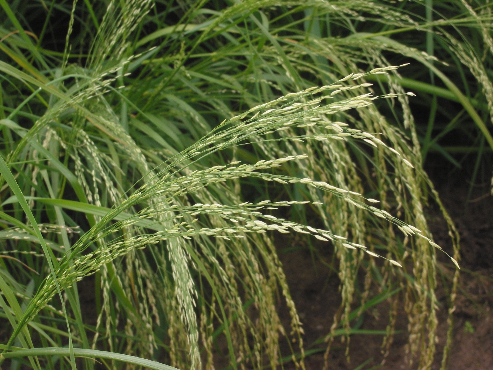 Imagem de referência de Teff, descrito nos dados abertos como espécie de planta
