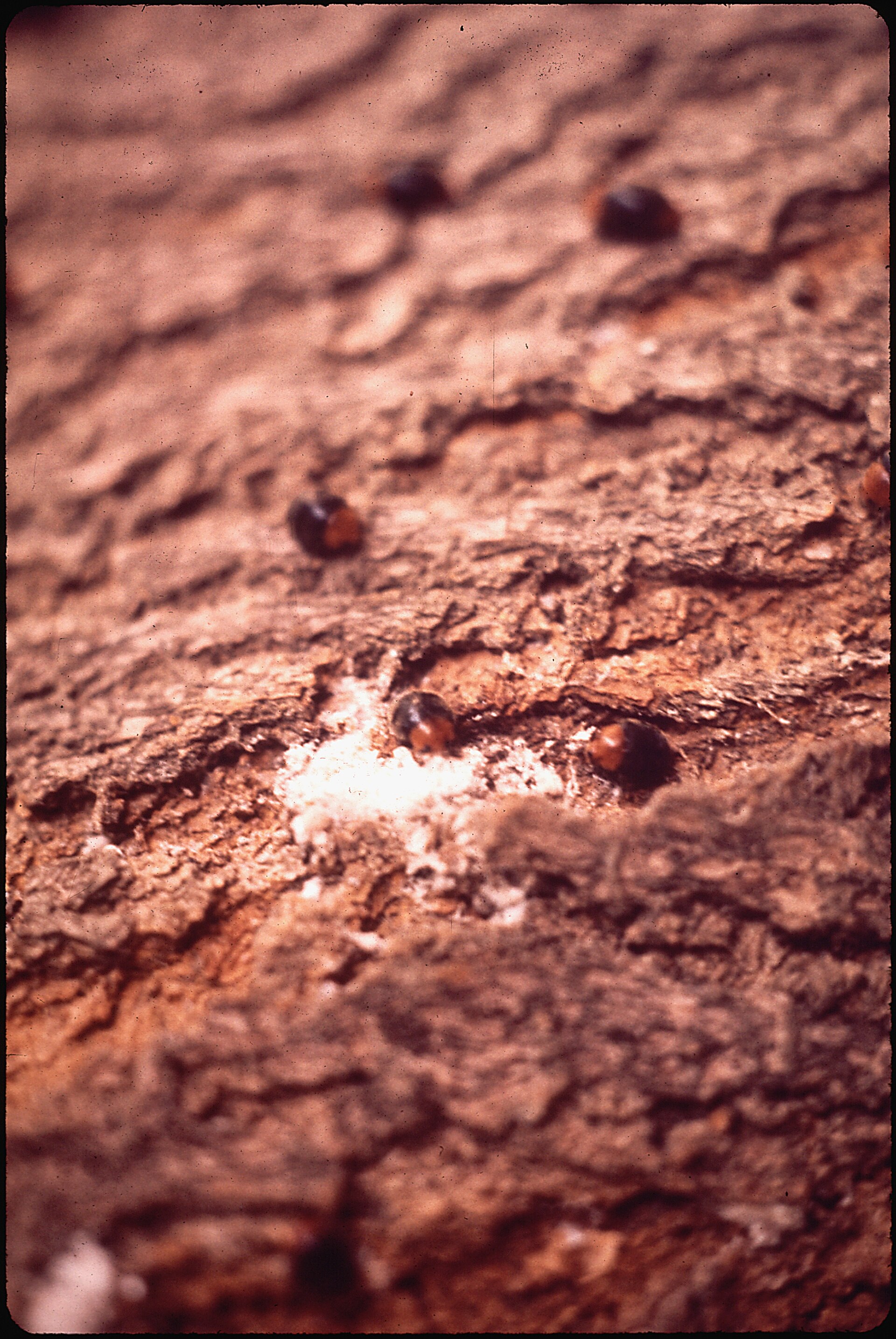Imagem de referência de Pseudococcus comstocki, descrito nos dados abertos como espécie de inseto