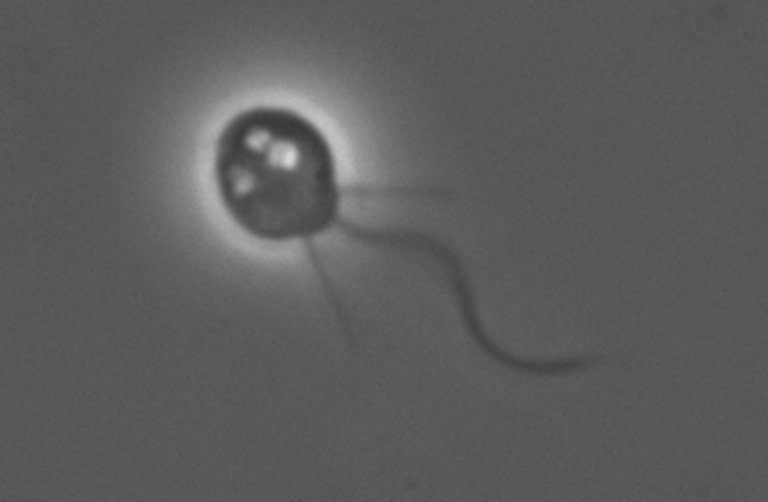 Imagem de referência relacionada a Choanoflagellata, item descrito como registro de referência sobre Choanoflagellata, organizado a partir de dados estruturados abertos