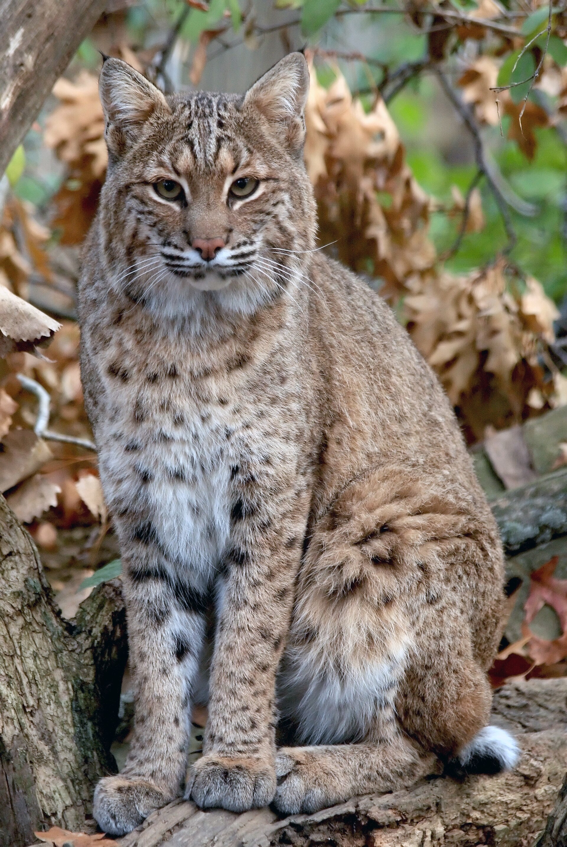 Imagem de referência relacionada a Lince-pardo, item descrito como espécie de mamífero