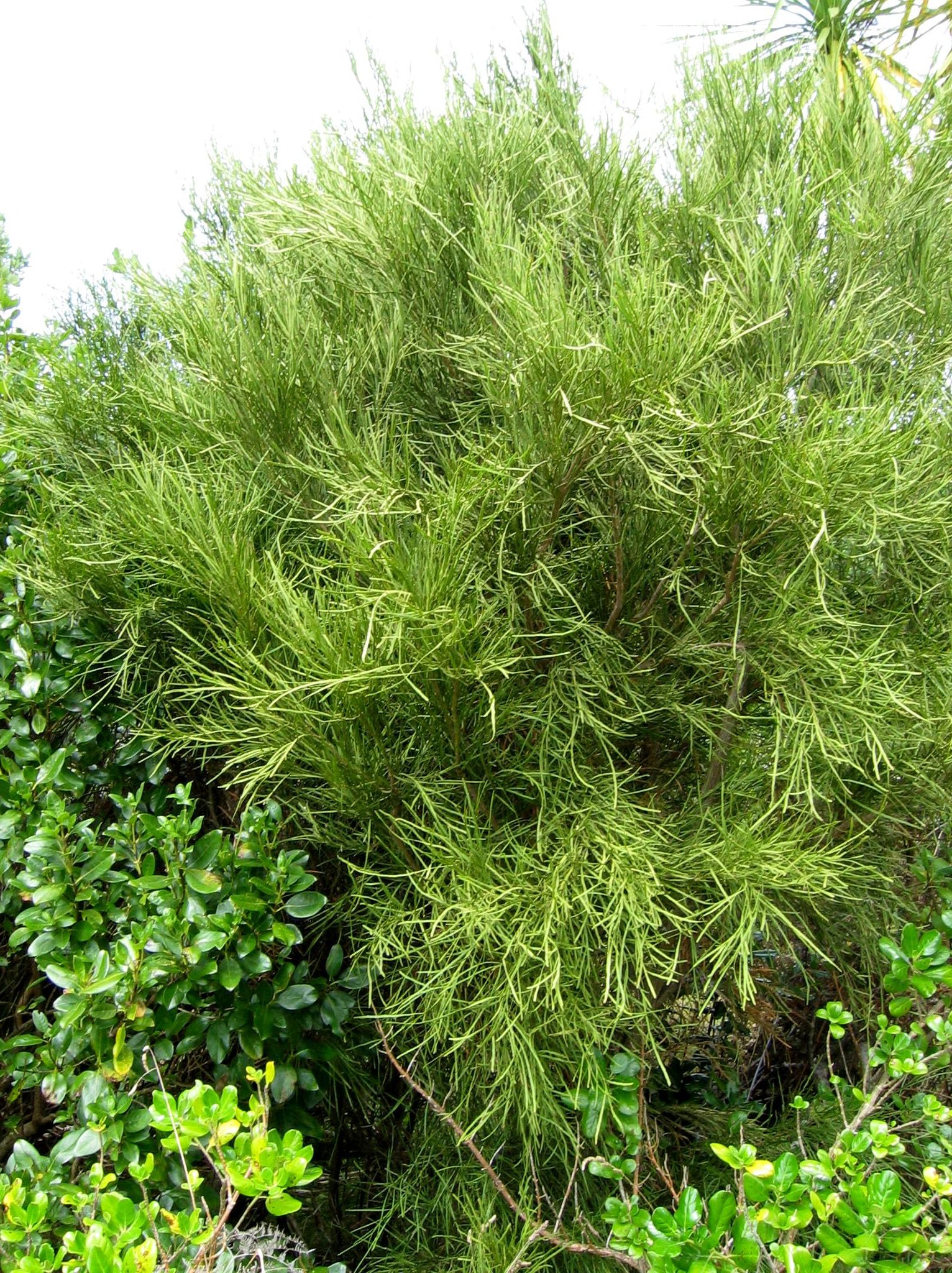 Imagem de referência de Carmichaelia, descrito nos dados abertos como género de plantas