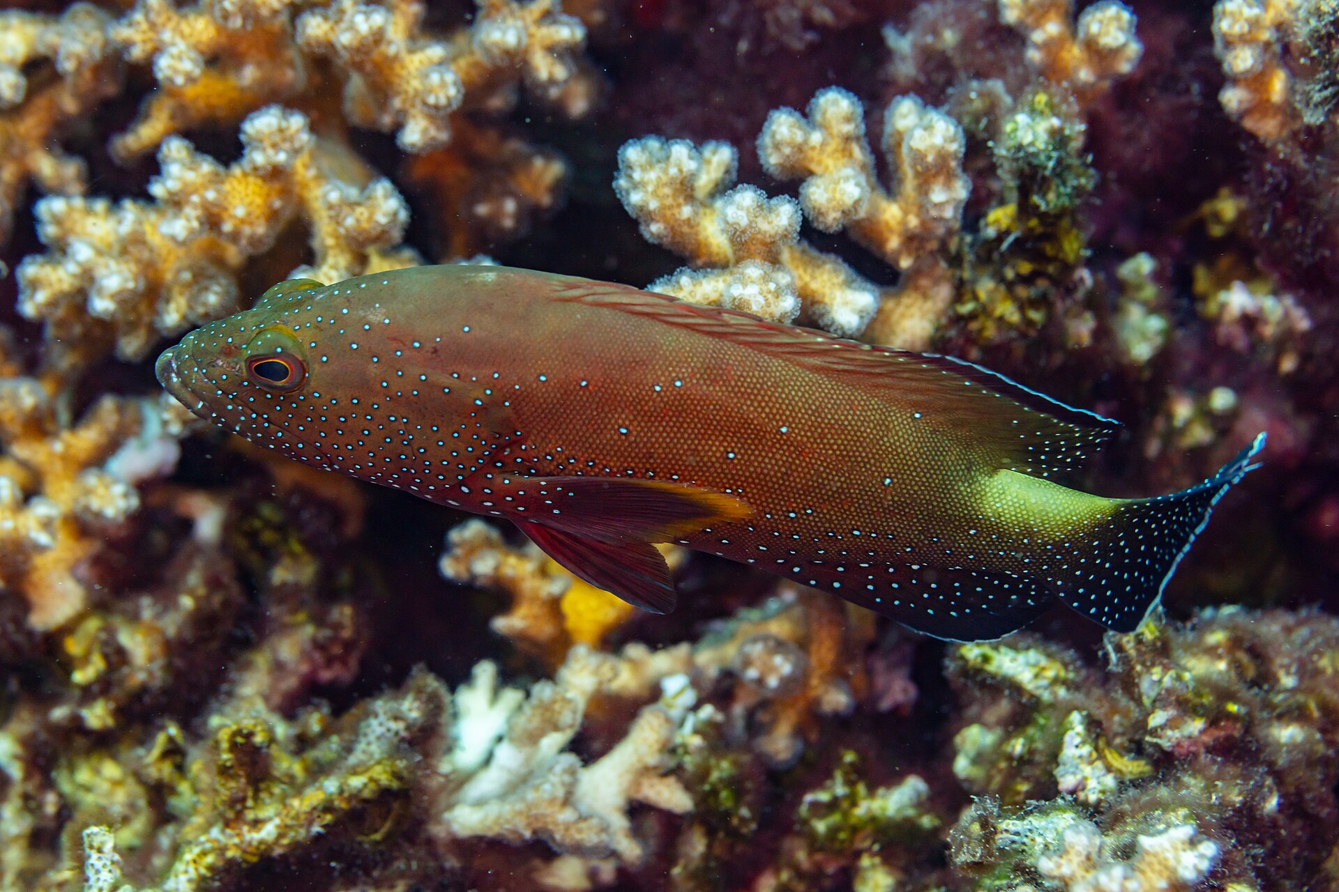 Imagem de referência relacionada a Cephalopholis, item descrito como género de peixes
