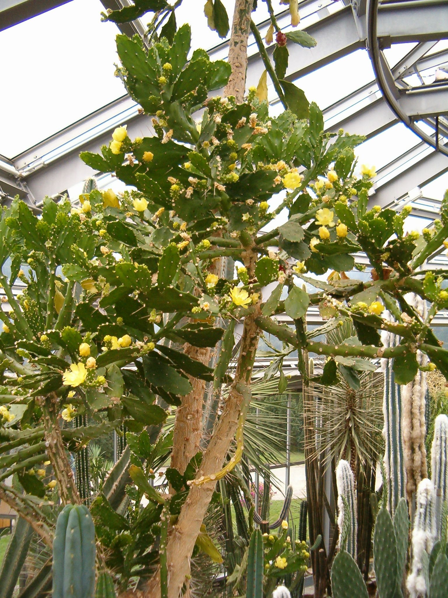 Imagem de referência relacionada a Brasiliopuntia brasiliensis, item descrito como registro de referência sobre Brasiliopuntia brasiliensis, organizado a partir de dados estruturados abertos