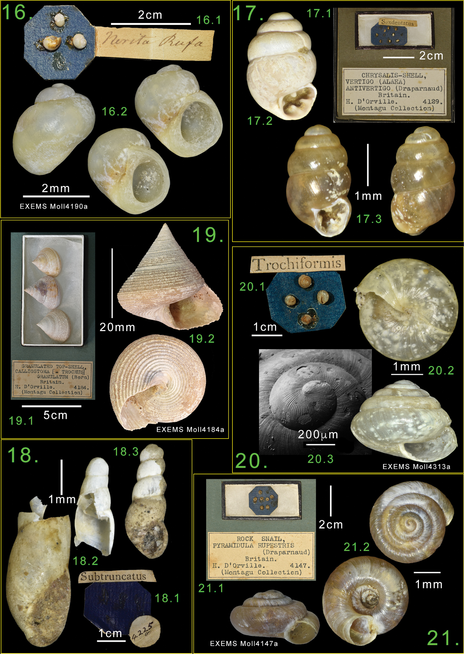 Imagem de referência de Euconulus trochiformis, descrito nos dados abertos como espécie de molusco