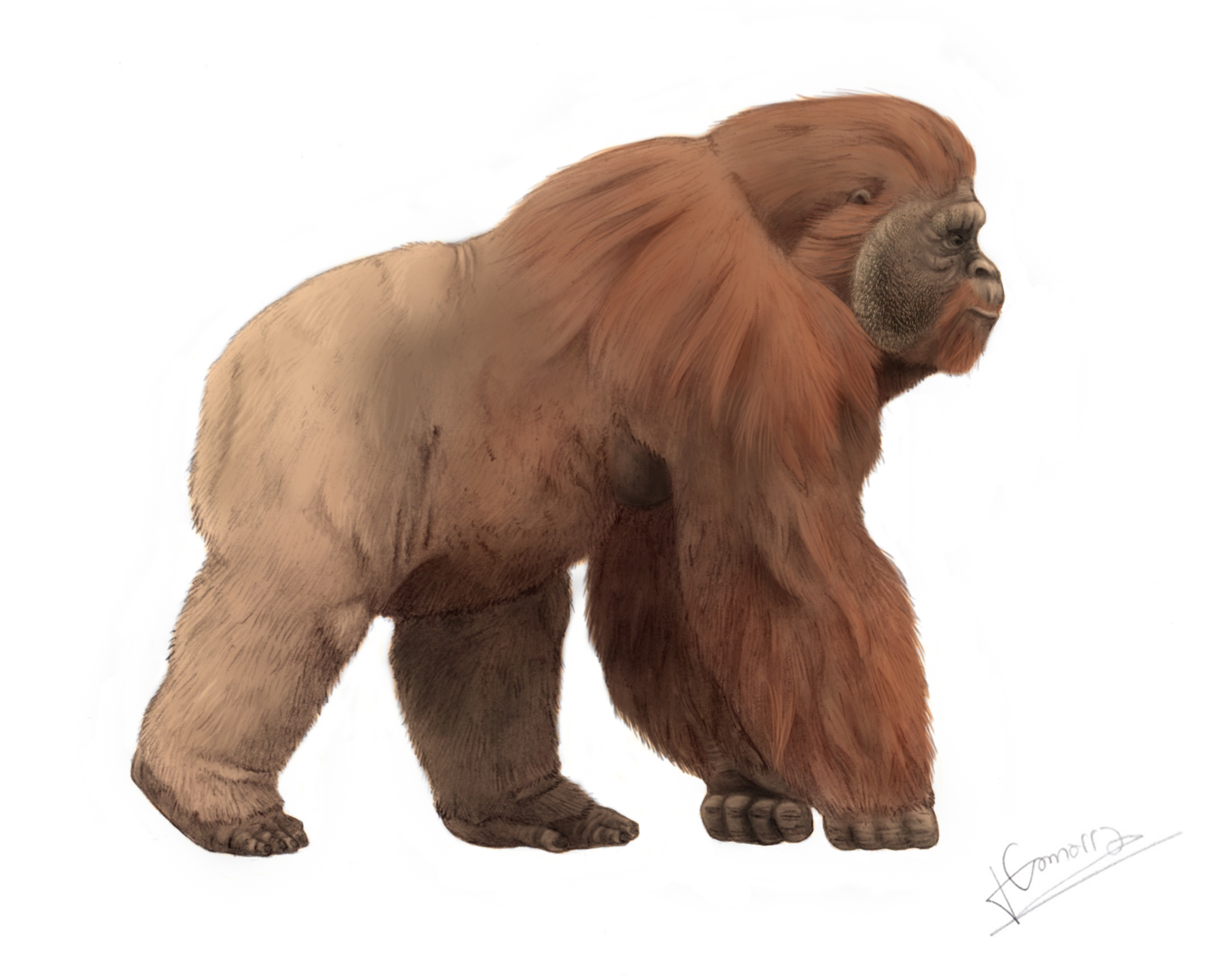 Imagem de referência de Gigantopithecus, descrito nos dados abertos como gênero de hominídeo extinto