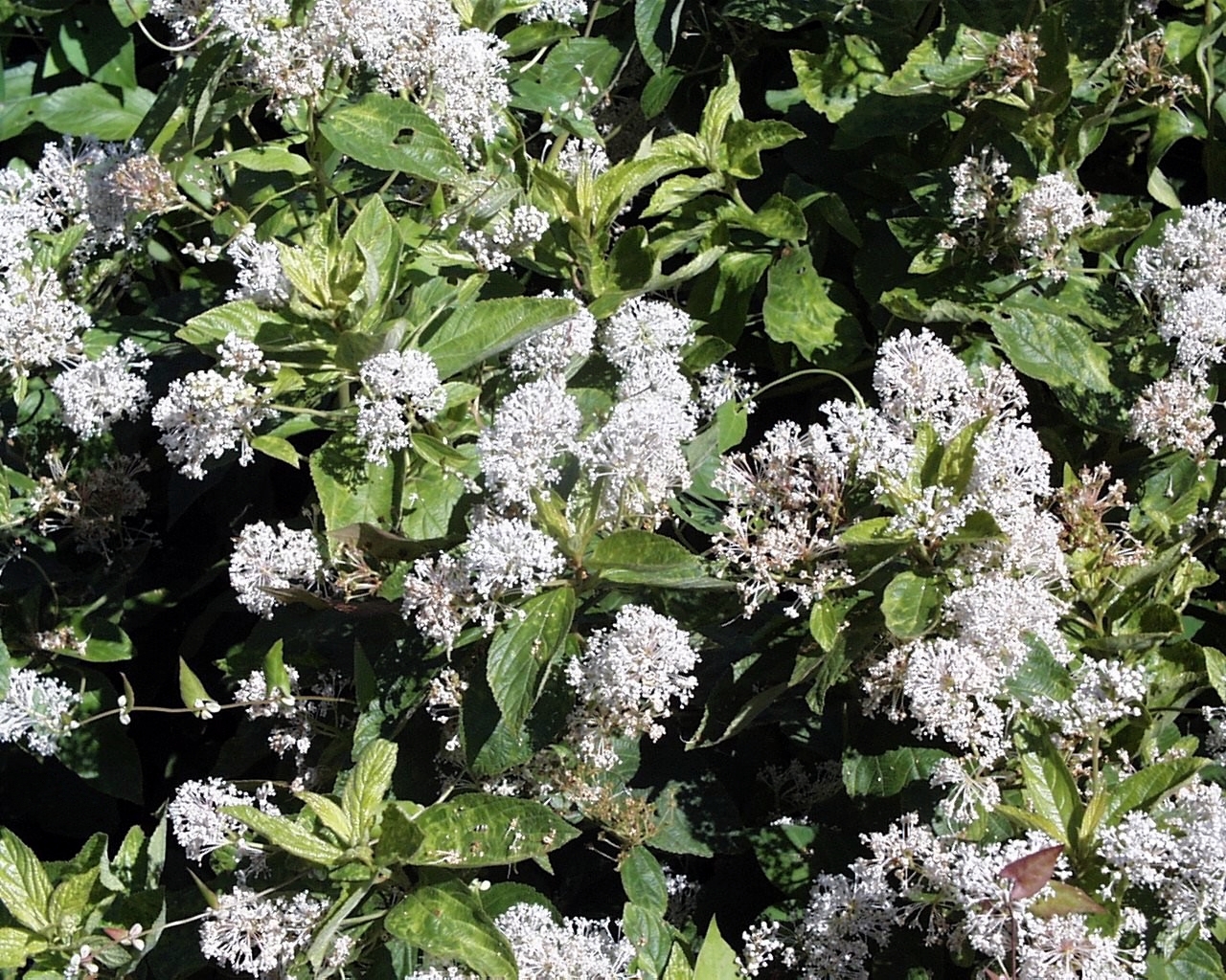 Imagem de referência de Ceanothus, descrito nos dados abertos como género de plantas
