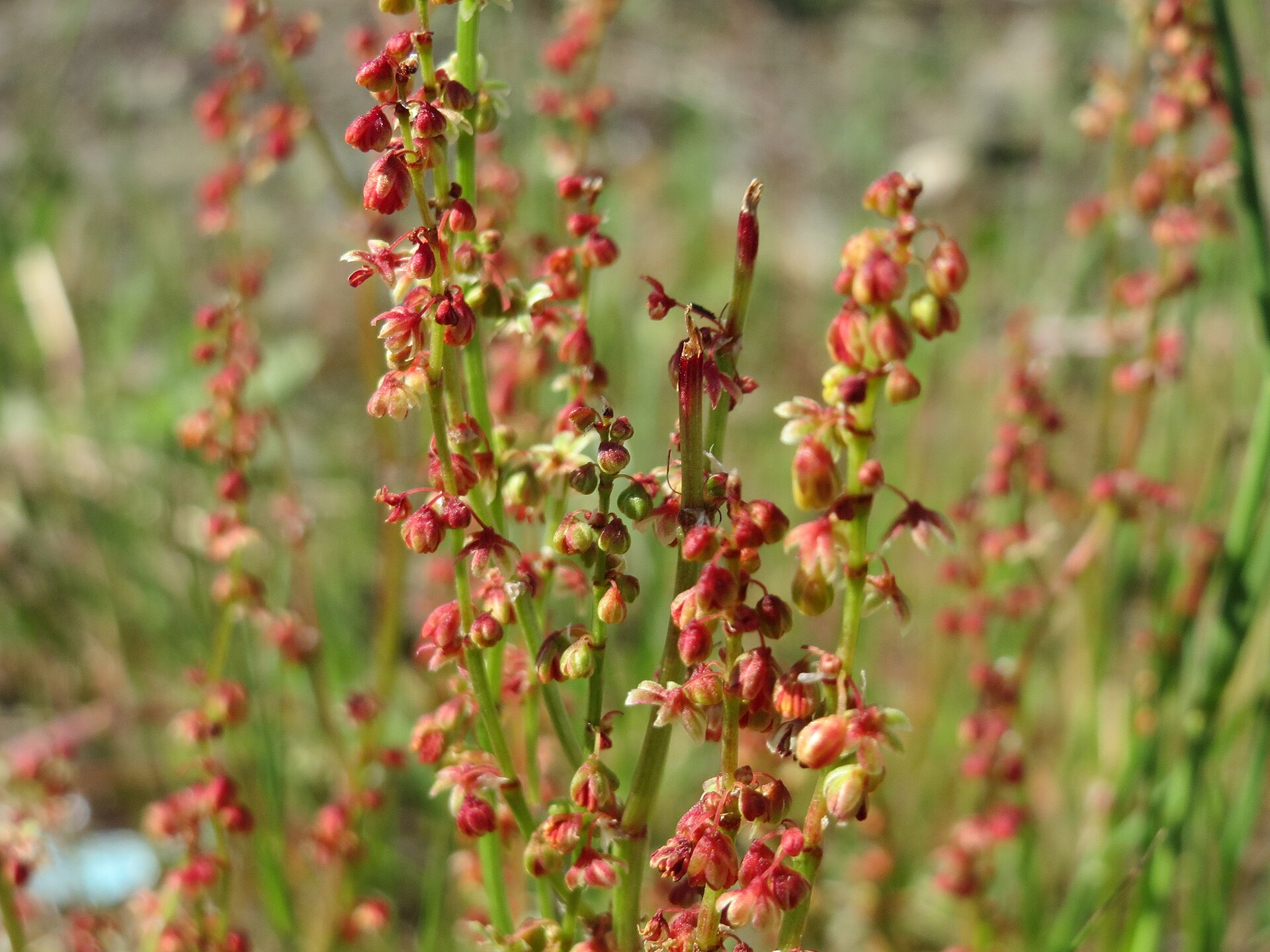 Imagem de referência relacionada a Rumex acetosella, item descrito como espécie de planta