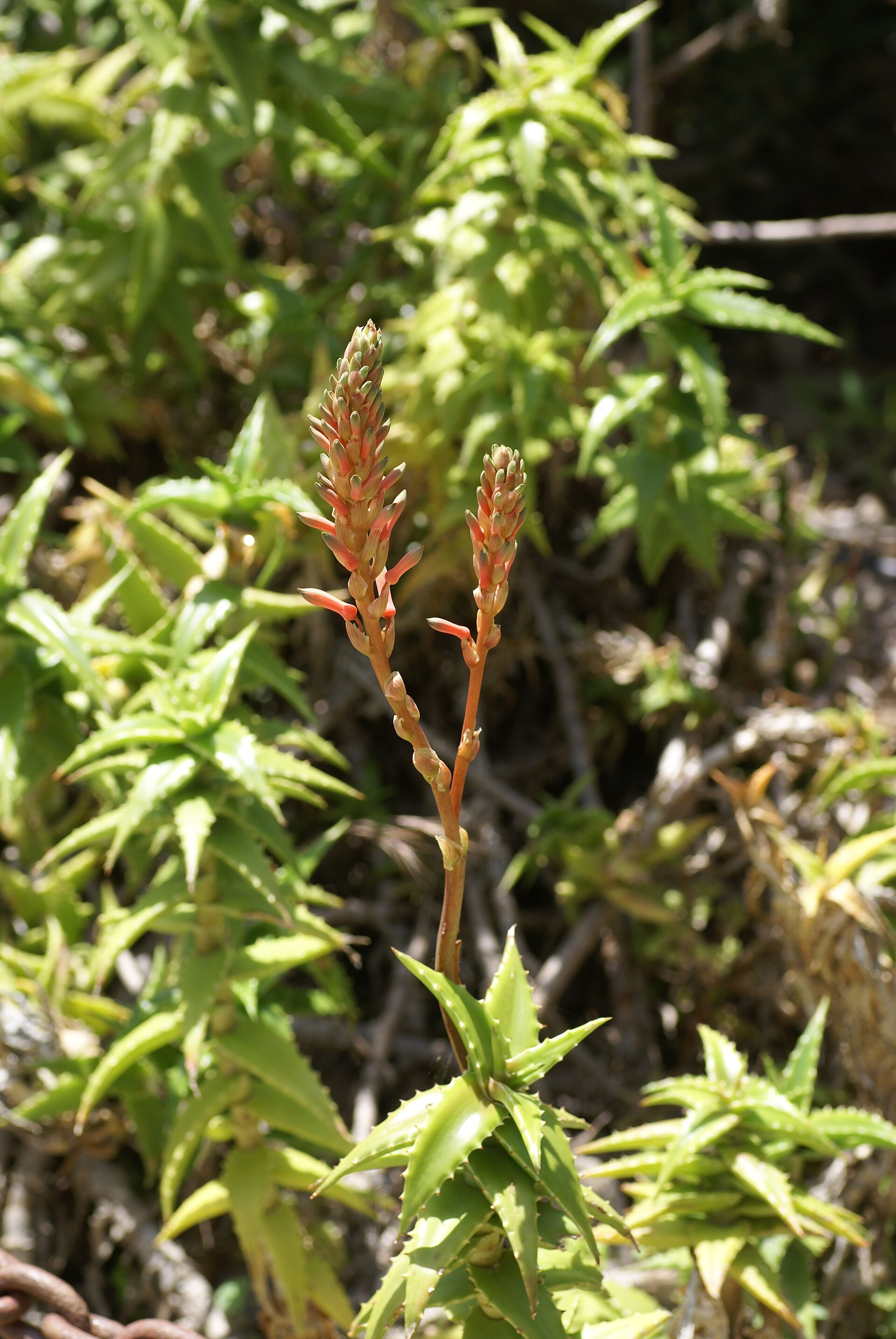 Imagem de referência relacionada a Aloe morijensis, item descrito como espécie de planta