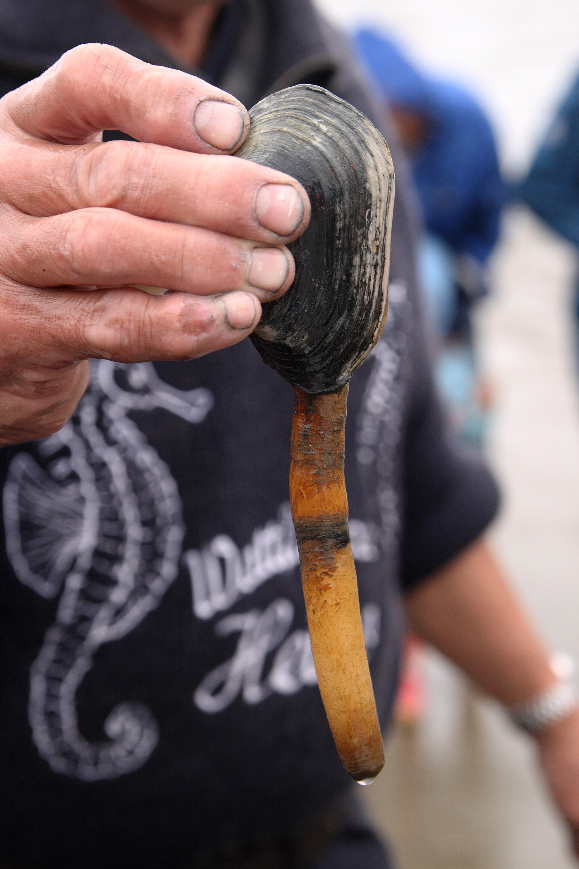 Imagem de referência relacionada a Mya arenaria, item descrito como espécie de molusco