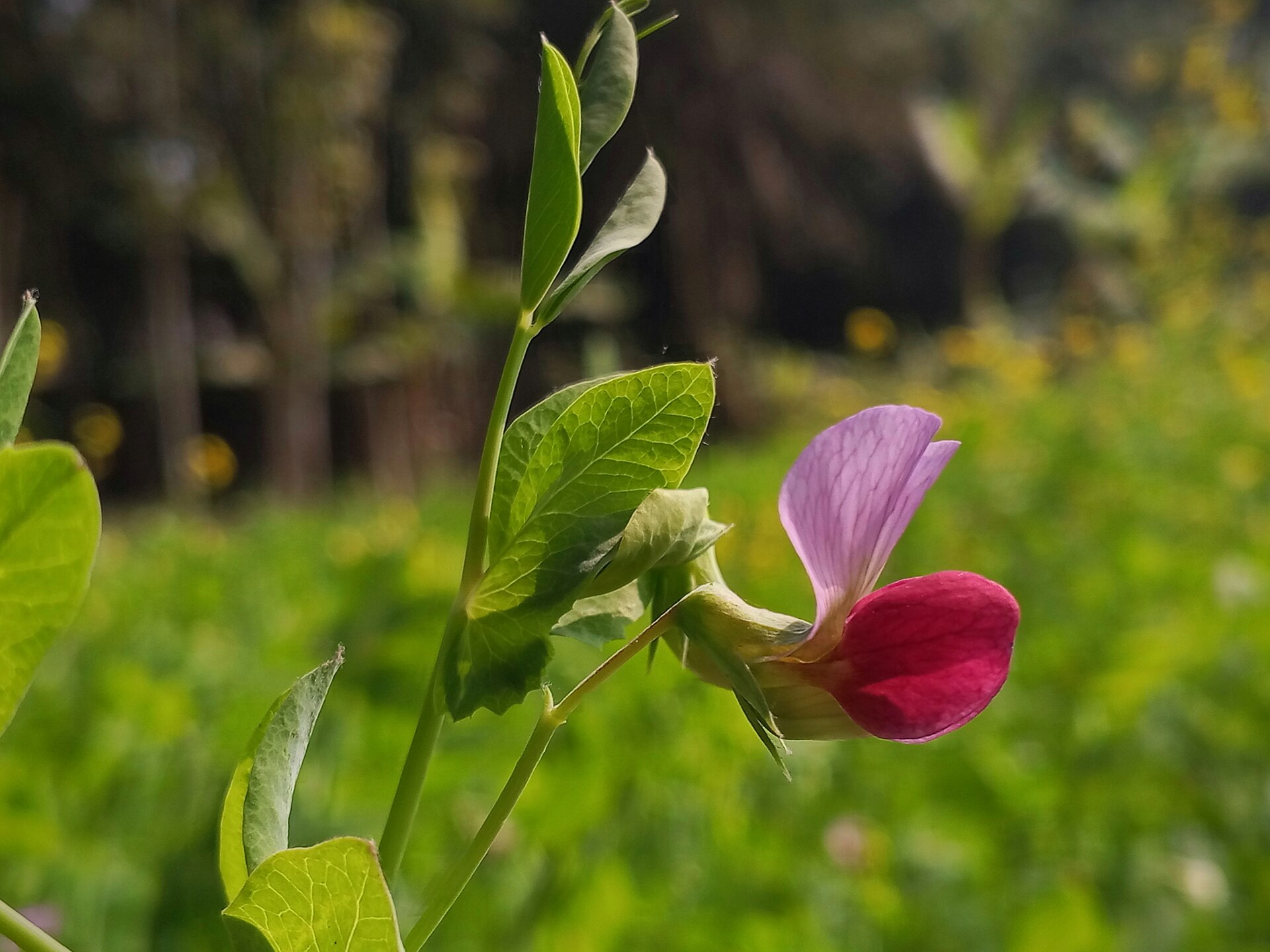 Imagem de referência de Ervilha, descrito nos dados abertos como espécie de planta com flores com sementes comestíveis da família Fabaceae