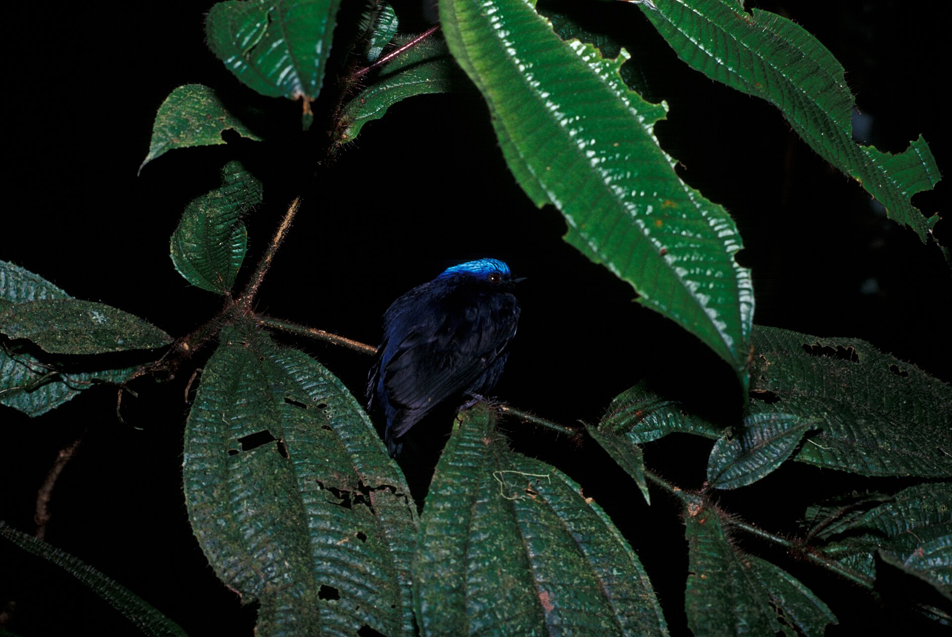 Imagem de referência de Uirapuru-de-chapéu-azul, descrito nos dados abertos como espécie de ave