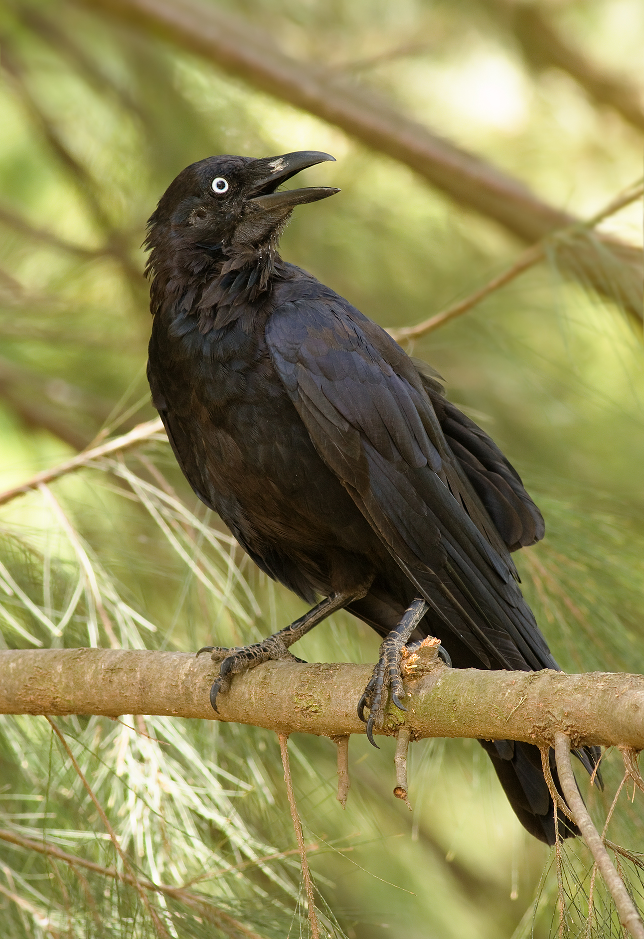 Imagem de referência de Corvus coronoides, descrito nos dados abertos como espécie de ave