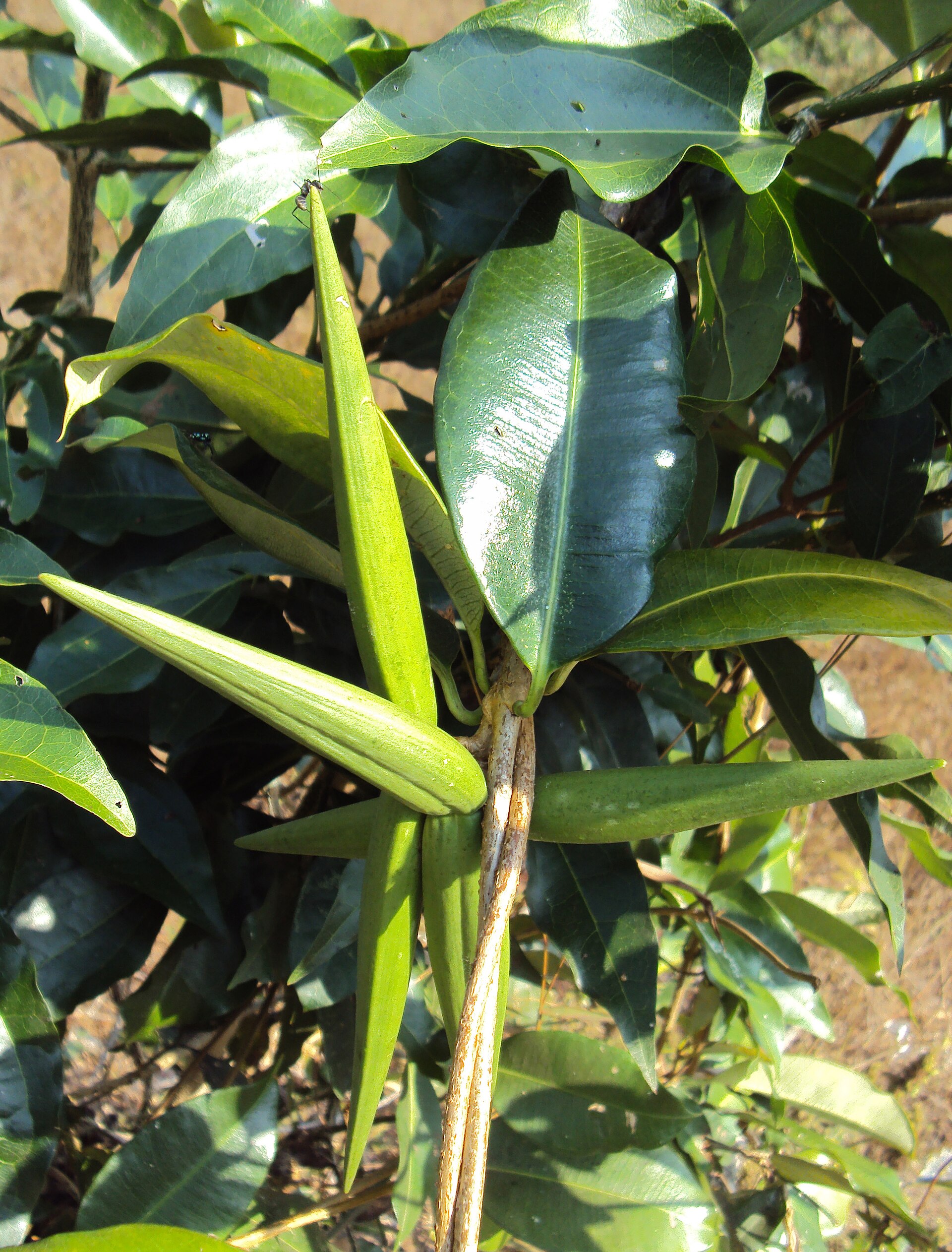 Imagem de referência de Cryptolepis, descrito nos dados abertos como género de plantas