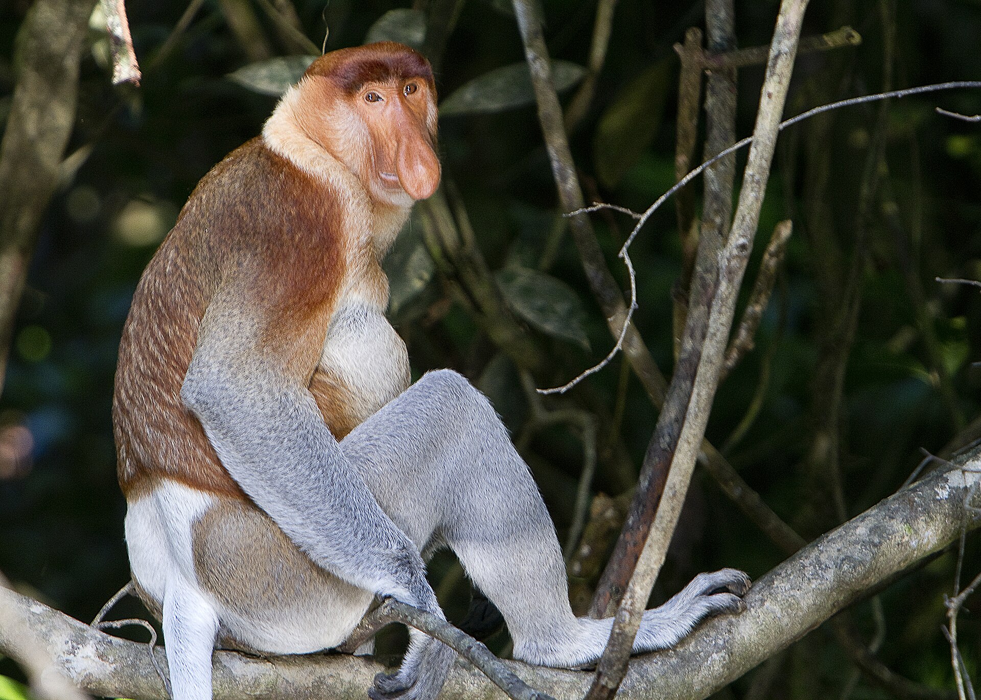 Imagem de referência de macaco-narigudo, descrito nos dados abertos como espécie de primata