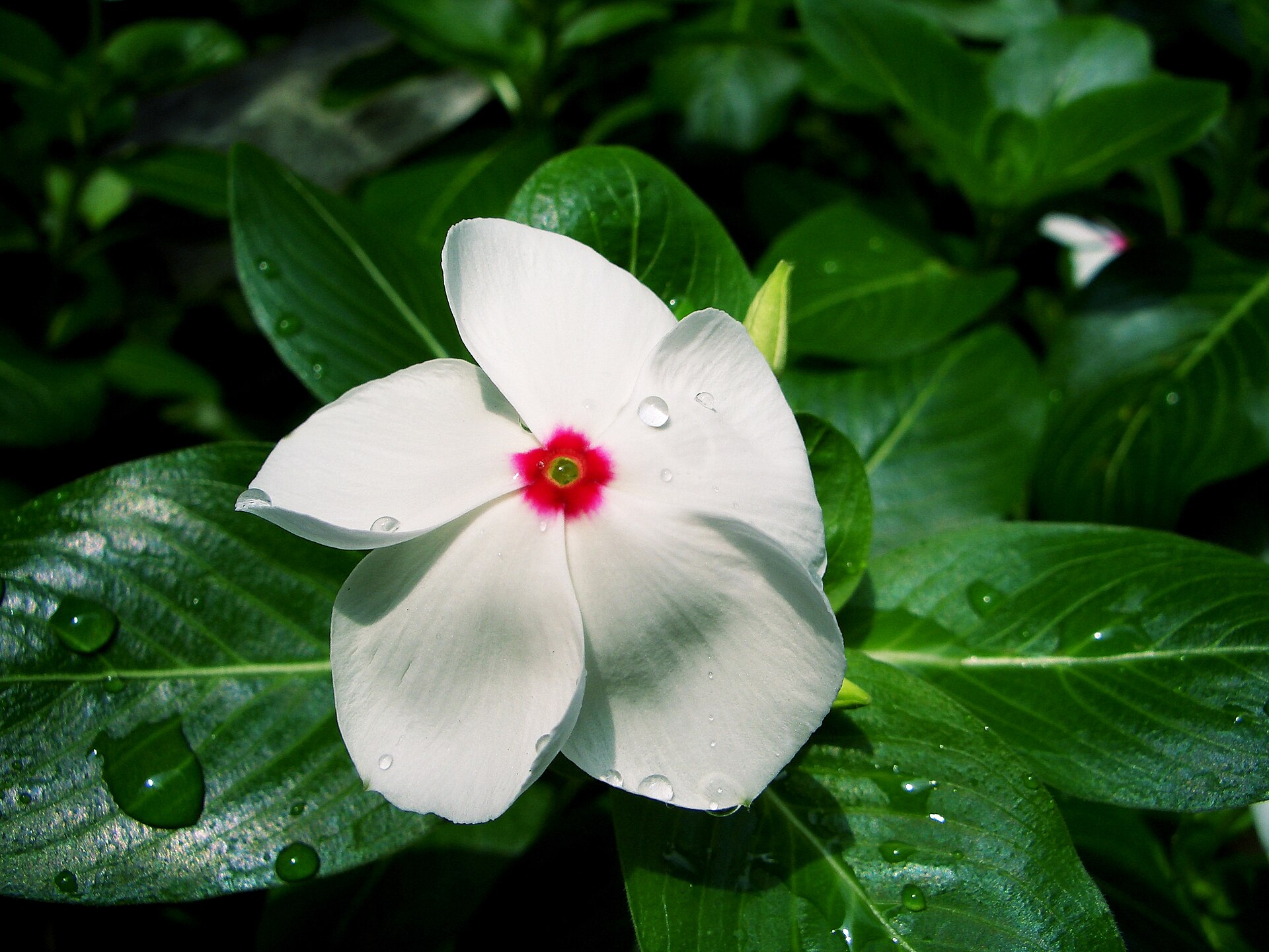 Imagem de referência de Catharanthus, descrito nos dados abertos como género de plantas
