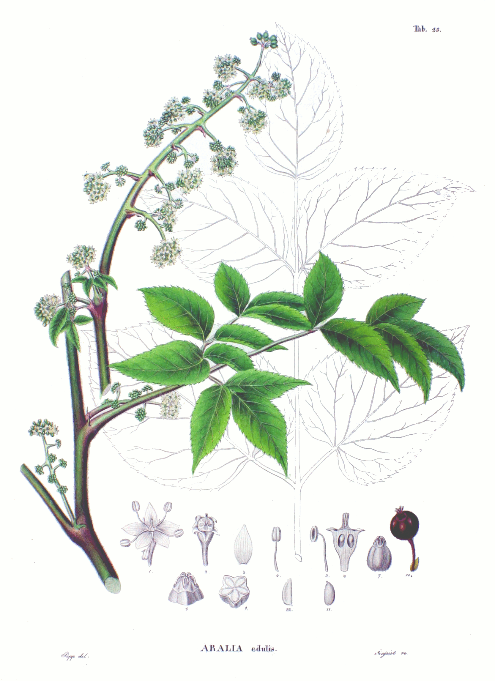Imagem de referência de Aralia, descrito nos dados abertos como género de plantas
