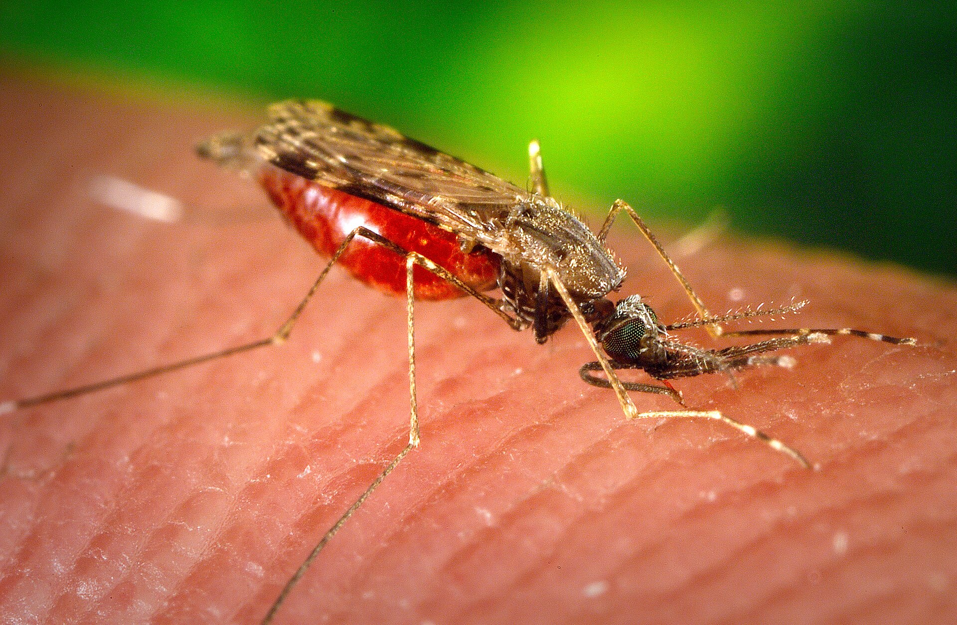 Imagem de referência de Culicidae, descrito nos dados abertos como insectos da subordem Nematocera